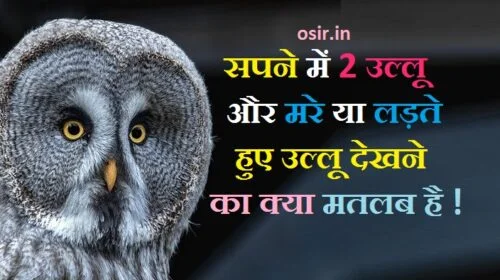 उल्लू देखना शुभ या अशुभ, उल्लू के दर्शन कैसे होते हैं,, रात में उल्लू के दर्शन, उल्लू का दर्शन, उल्लू से धन प्राप्ति, उल्लू को घर में रखना चाहिए या नहीं, उल्लू के पंख के फायदे, उल्लू पालने के फायदे, उल्लू को मारने से क्या होता है, उल्लू के पैर किस काम आते हैं, उल्लू के फायदे, उल्लू के पंख के फायदे,, उल्लू को घर में रखना चाहिए या नहीं, उल्लू के पंख के फायदे बताइए, उल्लू की कीमत क्या है, उल्लू का महत्व, सपने में सफेद उल्लू को देखना,ullu ko sapne mein dekhana, ullu ko sapane mein dekhana kya hota hai, sapne me ullu ko dekhna, sapane me ullu ko pakadana , sapane mein ullu ko ,ख्वाब में उल्लू देखना, उल्लू के दर्शन कैसे होते हैं, स्वप्न में तोता देखना, उल्लू को मारने से क्या होता है, रात में उल्लू के दर्शन, उल्लू को घर में रखना चाहिए या नहीं, सपने में सफेद उल्लू को देखना, रात में सफेद उल्लू देखना, उल्लू के पैर किस काम आते हैं, उल्लू के पंख के फायदे, उल्लू पालने के फायदे, उल्लू को घर में रखना चाहिए या नहीं, उल्लू को भगाने के उपाय, उल्लू के पंजे के फायदे, उल्लू का महत्व, उल्लू का रहस्य, ullu ka rahasya , ullu ko raat me dekhane ka matab , ullu ko bhagane ka uapay,