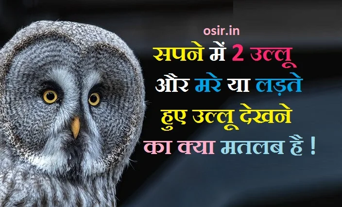उल्लू देखना शुभ या अशुभ, उल्लू के दर्शन कैसे होते हैं,, रात में उल्लू के दर्शन, उल्लू का दर्शन, उल्लू से धन प्राप्ति, उल्लू को घर में रखना चाहिए या नहीं, उल्लू के पंख के फायदे, उल्लू पालने के फायदे, उल्लू को मारने से क्या होता है, उल्लू के पैर किस काम आते हैं, उल्लू के फायदे, उल्लू के पंख के फायदे,, उल्लू को घर में रखना चाहिए या नहीं, उल्लू के पंख के फायदे बताइए, उल्लू की कीमत क्या है, उल्लू का महत्व, सपने में सफेद उल्लू को देखना,ullu ko sapne mein dekhana, ullu ko sapane mein dekhana kya hota hai, sapne me ullu ko dekhna, sapane me ullu ko pakadana , sapane mein ullu ko ,ख्वाब में उल्लू देखना, उल्लू के दर्शन कैसे होते हैं, स्वप्न में तोता देखना, उल्लू को मारने से क्या होता है, रात में उल्लू के दर्शन, उल्लू को घर में रखना चाहिए या नहीं, सपने में सफेद उल्लू को देखना, रात में सफेद उल्लू देखना, उल्लू के पैर किस काम आते हैं, उल्लू के पंख के फायदे, उल्लू पालने के फायदे, उल्लू को घर में रखना चाहिए या नहीं, उल्लू को भगाने के उपाय, उल्लू के पंजे के फायदे, उल्लू का महत्व, उल्लू का रहस्य, ullu ka rahasya , ullu ko raat me dekhane ka matab , ullu ko bhagane ka uapay,