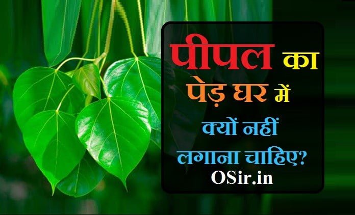 घर के सामने पीपल का पेड़ शुभ है या अशुभ, घर की छत पर पीपल का पेड़, पीपल का पेड़ कब काटना चाहिए, पीपल का पेड़ कब लगाना चाहिए, पीपल का पेड़ किस वार को लगाना चाहिए, घर के सामने पीपल का पेड़ हो तो क्या करें, पीपल का पौधा कब लगाना चाहिए, पीपल का पेड़ कैसे उगता है, सफेद आक का पौधा किस दिन लगाना चाहिए, घर की छत पर पीपल का पेड़, बेल का पेड़ किस दिन लगाना चाहिए, घर के सामने कौन सा पेड़ लगाना चाहिए, पारिजात का पौधा किस दिशा में लगाना चाहिए, शमी का पेड़ किस दिशा में लगाना चाहिए, घर के सामने पीपल का पेड़ शुभ है या अशुभ, घर के सामने पीपल का पेड़ हो तो क्या करें, घर के ऊपर से पीपल का पौधा कैसे हटाये, घर के सामने कौन सा पेड़ लगाना चाहिए, पीपल के पेड़ को सुखाने का तरीका, घर की छत पर पीपल का पेड़, पीपल का पेड़ कब लगाना चाहिए, पीपल का पौधा कब लगाना चाहिए, पाकड़ का पेड़ के फायदे, पीपल के पेड़ की जानकारी,