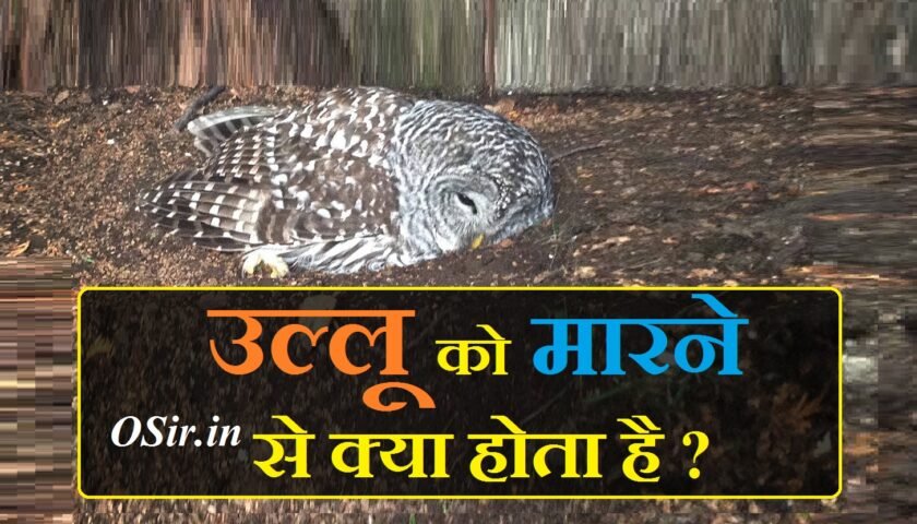 , उल्लू को घर में रखने से क्या होता है, उल्लू की कीमत क्या है, उल्लू के दर्शन कैसे होते हैं, उल्लू का भोजन क्या है, उल्लू से धन प्राप्ति, उल्लू कितने प्रकार के होते हैं, ख्वाब में उल्लू देखना, Khwab mein ullu dekhna ki Tabeer, Khwab mein safed ullu dekhna, Khwab mein aloo dekhna ki tabeer, उल्लू के फायदे, शाम को उल्लू देखना, उल्लू के दर्शन कैसे होते हैं, उल्लू का पंख कहां मिलेगा, उल्लू को घर में रखना चाहिए या नहीं, रात में उल्लू के दर्शन, सफेद उल्लू के दर्शन, उल्लू की कीमत क्या है, ,