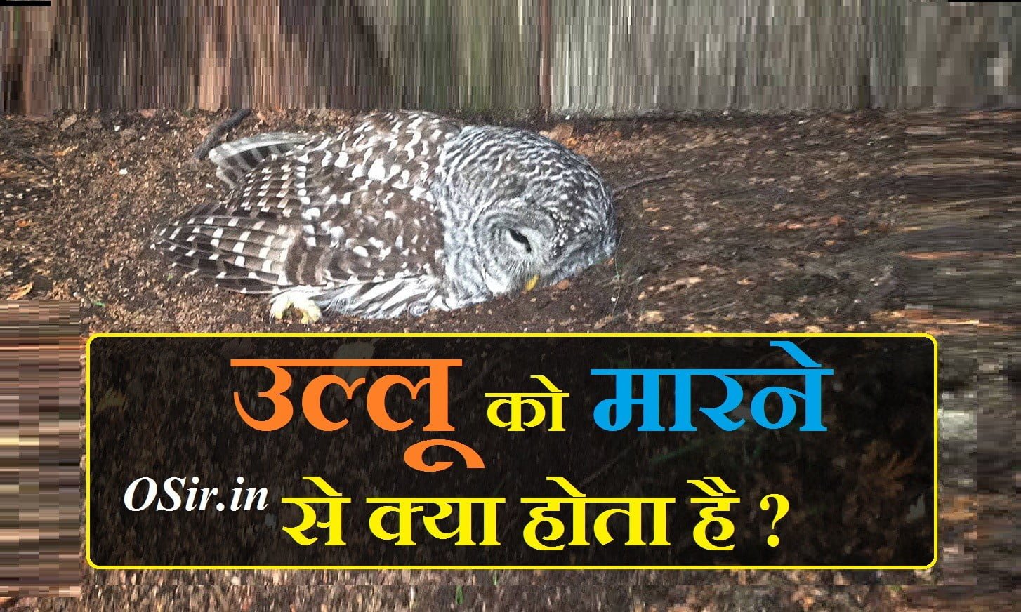 , उल्लू को घर में रखने से क्या होता है, उल्लू की कीमत क्या है, उल्लू के दर्शन कैसे होते हैं, उल्लू का भोजन क्या है, उल्लू से धन प्राप्ति, उल्लू कितने प्रकार के होते हैं, ख्वाब में उल्लू देखना, Khwab mein ullu dekhna ki Tabeer, Khwab mein safed ullu dekhna, Khwab mein aloo dekhna ki tabeer, उल्लू के फायदे, शाम को उल्लू देखना, उल्लू के दर्शन कैसे होते हैं, उल्लू का पंख कहां मिलेगा, उल्लू को घर में रखना चाहिए या नहीं, रात में उल्लू के दर्शन, सफेद उल्लू के दर्शन, उल्लू की कीमत क्या है, ,