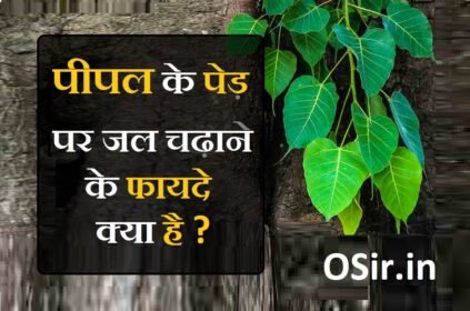शनिवार को पीपल में जल कब चढ़ाना चाहिए, बुधवार को पीपल पर जल चढ़ाना चाहिए या नहीं, पीपल के पेड़ की कितनी परिक्रमा करनी चाहिए, पीपल के पेड़ में जल कब चढ़ाना चाहिए, पीपल की पूजा करने का क्या कारण है, पीपल के नीचे दीपक जलाने से क्या होता है, पीपल पूजा मंत्र, अमावस्या के दिन पीपल के उपाय, बुधवार को पीपल की पूजा कैसे करें, शनिवार को पीपल की पूजा कब करनी चाहिए, पीपल की पूजा कब नहीं करनी चाहिए, पीपल की कितनी परिक्रमा करनी चाहिए, पीपल की लकड़ी जलाने से क्या होता है, . बुधवार को पीपल के वृक्ष में जल अर्पित नहीं करना चाहिए., peepal ke fayde , peepal ke fayde in hindi, peepal ke fayde, pipal ke fayde aur nuksan, pipal ke fayde bataiye, pipal ke fayde hindi me, pipal ke fayde or nuksan, peepal tree ke fayde, peepal patte ke fayde, pipal ke ayurvedic fayde, chhoti pipal ke fayde aur nuksan, pipal ke patte ke fayde bataen, pipal ke patte ke fayde bataiye, pipal ki dadi ke fayde batao, pipal ke patte ke fayde bataye, pipal ke ped ke fayde bataiye, peepal ke beej ke fayde, peepal ki chaal ke fayde, peepal ke doodh ke fayde, peepal ko jal dene ke fayde, , ,