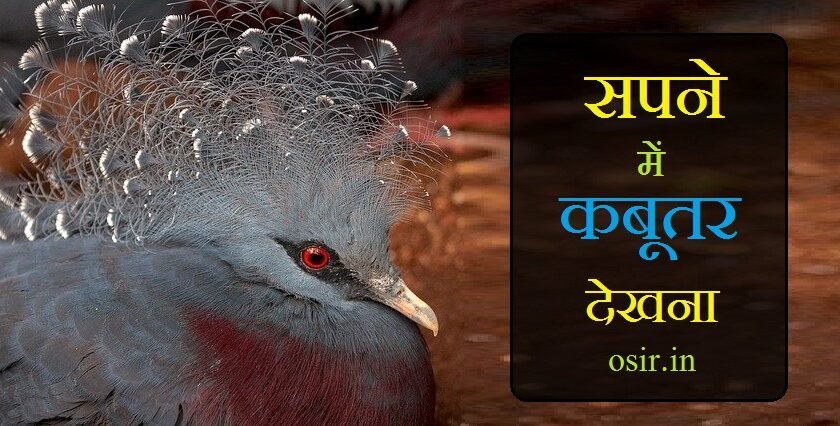 thamnel kabutar sapna see pigeon in my dreams, see black pigeon in dream, if u see pigeon in dream, see pigeon in a dream, seeing pigeon in a dream what does it mean, seeing a dead pigeon in a dream, seeing a black pigeon in a dream, when you see a pigeon in your dream, seeing dead pigeon in dream, seeing dead pigeon in dream islam, if u see pigeon in your dream, dream of pigeon, pigeon in dream good or bad, seeing white pigeon in dream islam, seeing injured pigeon in dream, i saw pigeon in my dream, seeing red pigeon in dream, pigeon in dream signifies, sapne mein kabootar dekhna kaisa hota hai, sapne mein kabootar dekhna kya hota hai, sapne me kabutar dekhna kaisa hota h, sapne me safed kabootar dekhna, sapne me ghayal kabutar dekhna, sapne mein kabootar ka dekhna, sapne mein mara kabootar dekhna, sapne mein safed kabootar dekhna kaisa hota hai, sapne me kabootar dekhna ka matlab, sapne me kabutar dekhna, sapno me kabutar dekhna, sapne me kabutar ke ande dekhna, sapne mein kabootar ka anda dekhna, sapne me mare hue kabootar dekhna, sapne me kabootar ka joda dekhna, sapne mein kabootar ka bachcha dekhna, sapne me bahut sare kabootar dekhna, sapne me do kabutar dekhna, kabutar dekhna sapne me, sapne me kabootar ko marna, sapne me kabutar ka ghosla dekhna, sapne me kabutar dekhna hindi, sapne mein kabootar ko marte hue dekhna, sapne me kabutar dekhna in hindi, sapne me kabutar ka jhund dekhna, sapne mein kabootar ka joda dekhna, sapne mein kabutar ko dekhna, sapne me mara kabootar dekhna, sapne mein kabootar dekhna, sapne me kabutar, sapne me ujla kabutar dekhna, sapne me white kabutar dekhna, sapne mein white kabootar dekhna, सपने में कबूतर देखना कैसा होता है, सपने में कबूतर देखना क्या होता है, सपने में कबूतर देखना कैसा है, सपने में कबूतर देखना क्या मतलब होता है, सपने में कबूतर देखना क्या, सपनों में कबूतर देखना, सपने में सफेद कबूतर देखना, सपने में काला कबूतर देखना, सपने में कबूतर का अंडा देखना, सपने में कबूतर के अंडे देखना, सपने में कबूतर देखना शुभ या अशुभ, कबूतर सपने में देखना, सपने में कबूतर का देखना, सपने में कबूतर को देखना, सपने में कबूतर को मारना, सपने में कबूतर, सपने में कबूतर देखने, सपने में कबूतर उड़ते देखना, सपने में कबूतर उड़ते हुए देखना, स्वप्न में कबूतर देखना, सपना में कबूतर देखना, कबूतर का सपना कैसा होता है, सपने में सफेद कबूतर देखना कैसा होता है, सपने में सफेद कबूतर देखना क्या होता है, सपने में घायल कबूतर देखना, सपने में कबूतर का दिखना, सपने में कबूतर का जोड़ा देखना, सपने में जंगली कबूतर देखना, सपने में कबूतर का झुंड देखना, सपने में कबूतर को पकड़ना, सपने में कबूतर देखने का मतलब, सपने में कबूतर का बच्चा देखना, सपने में कबूतर की बीट देखना, सपने में बहुत सारे कबूतर देखना, सपने में मरा हुआ कबूतर देखना, सपने मे कबूतर देखना, सपने मे सफेद कबूतर देखना, सपने में सफेद कबूतर का जोड़ा देखना, कबूतर देखना सपने में,