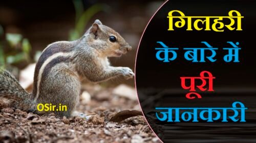 गिलहरी की उम्र कितनी होती है, गिलहरी को इंग्लिश में क्या बोला जाता है, gilhari ka marna shubh ya ashubh, gilhari palna shubh ya ashubh