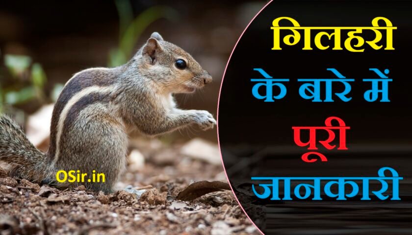 गिलहरी की उम्र कितनी होती है, गिलहरी को इंग्लिश में क्या बोला जाता है, gilhari ka marna shubh ya ashubh, gilhari palna shubh ya ashubh