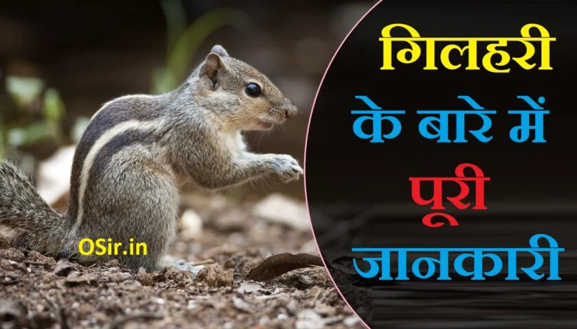 गिलहरी की उम्र कितनी होती है, गिलहरी को इंग्लिश में क्या बोला जाता है, gilhari ka marna shubh ya ashubh, gilhari palna shubh ya ashubh