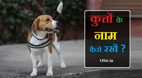 kutton ke naam
