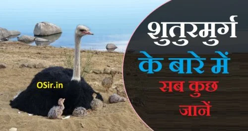 शुतुरमुर्ग कहां पाया जाता है, शुतुरमुर्ग किसे कहते हैं, शुतुरमुर्ग के बारे में जानकारी, shuturmurg kya khata hai, ostrich kya hai janwar vah chidiya