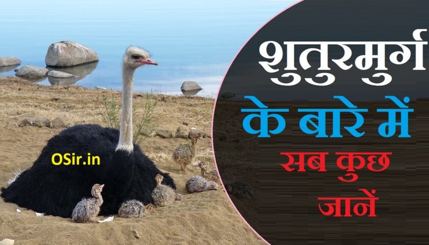 शुतुरमुर्ग कहां पाया जाता है, शुतुरमुर्ग किसे कहते हैं, शुतुरमुर्ग के बारे में जानकारी, shuturmurg kya khata hai, ostrich kya hai janwar vah chidiya