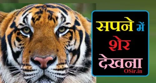 सपने में शेर देखना सपने में शेर देखना कैसा होता है सपने में शेर देखना शुभ या अशुभ sapne mein sher ka jhund dekhna sapne me sher dekhna matlab