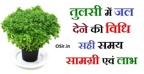 तुलसी जी की पूजा क्यों की जाती है तुलसी पूजा क्यों मनाया जाता है तुलसी की पत्तियां तोड़ने के मंत्र tulsi ki puja kyon ki jaati hai tulsi mata ki mantra