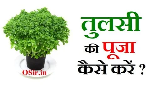 तुलसी की पूजा कैसे करें, तुलसी की पूजा कैसे करें बताइए, तुलसी विवाह की पूजा कैसे करें, तुलसी पूजा कैसे करें, कार्तिक मास में तुलसी की पूजा कैसे करें, कार्तिक महीने में तुलसी की पूजा कैसे करें, एकादशी के दिन तुलसी की पूजा कैसे करें, तुलसी माता की पूजा कैसे करें, श्यामा तुलसी की पूजा कैसे करें, tulsi ki puja kaise karni chahie, tulsi ki puja kaise karte hain, tulsi ji ki puja kaise karni chahie, tulsi ki puja kaise ki jaaye, tulsi ji ki puja kaise karen, tulsi ji ki puja kaise karna chahie, तुलसी जी की पूजा कैसे करें, tulsi ki puja kaise hoti hai, tulsi ji ki puja kaise ki jaati hai, tulsi ji ki puja kaise kiya jata hai, तुलसी में दूध चढ़ाने से क्या होता है, रविवार को तुलसी में जल देना चाहिए, तुलसी में जल देने का मंत्र, एकादशी को तुलसी में जल देना चाहिए या नहीं, तुलसी पूजन विधि, तुलसी को जल कब नहीं देना चाहिए, तुलसी का पौधा किसी को देना चाहिए या नहीं, तुलसी माता को सिंदूर लगाना चाहिए, तुलसी पूजन के फायदे, तुलसी पूजन के लाभ, तुलसी की पूजा के नियम, तुलसी की पूजा क्यों की जाती है, तुलसी को जल देने की विधि, तुलसी माता को सिंदूर लगाना चाहिए, तुलसी पूजन मंत्र, तुलसी में दूध चढ़ाने से क्या होता है, तुलसी पूजन की हार्दिक शुभकामनाएं, सुबह पूजा करने के फायदे, tulsi puja ke fayde, tulsi pooja ke fayde, तुलसी पूजन दिवस, tulsi pujan ki vidhi, तुलसी पूजन के फायदे, तुलसी की पूजा क्यों की जाती है, तुलसी की पूजा के नियम, tulsi pujan image, तुलसी को जल देने की विधि, तुलसी में दूध चढ़ाने से क्या होता है, तुलसी माता को सिंदूर लगाना चाहिए, तुलसी का पौधा किसी को देना चाहिए या नहीं, सुबह पूजा करने के फायदे, तुलसी की पूजा क्यों की जाती है, तुलसी की पूजा के नियम, tulsi pujan image, तुलसी को जल देने की विधि, तुलसी में दूध चढ़ाने से क्या होता है, तुलसी माता को सिंदूर लगाना चाहिए, तुलसी का पौधा किसी को देना चाहिए या नहीं, सुबह पूजा करने के फायदेसुबह पूजा करने के फायदे, subah puja karne ke fayde, subah puja karne ka sahi samay, subah puja karne ki vidhi, puja karne ke fayde, subah pooja karne ka sahi samay, तुलसी में दूध चढ़ाने से क्या होता है, तुलसी को जल कब देना चाहिए, तुलसी को जल चढ़ाते समय कौन सा मंत्र बोलना चाहिए, तुलसी को जल देने के फायदे, रविवार को तुलसी में जल देना चाहिए, तुलसी का पौधा किसी को देना चाहिए या नहीं, एकादशी को तुलसी में जल देना चाहिए या नहीं, तुलसी की पूजा के नियम, तुलसी की पूजा क्यों की जाती है, तुलसी पूजन मंत्र, घर में तुलसी का महत्व, तुलसी दिवस कब मनाया जाता है, तुलसी पूजन विधि, तुलसी पूजन दिवस की शुरुआत किसने की, तुलसी दिवस कब और क्यों मनाया जाता है, तुलसी दिवस की हार्दिक शुभकामनाएं, तुलसी जी की आरती लिखी हुई, तुलसी माता की आरती वीडियो, तुलसी माता के मंत्र, तुलसी जी की कथा, तुलसी माता के गीत, तुलसी माता के भजन, तुलसी महारानी नमो नमो आरती, तुलसी माता का विवाह,