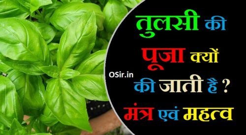 तुलसी का पौधा किसी को देना चाहिए या नहीं तुलसी का पौधा घर में कहाँ लगाना चाहिए तुलसी का पौधा कब लगाना चाहिए tulsi ka paudha kisi ko dena chahiye ki nahin