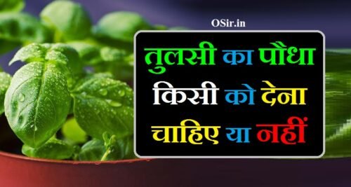 तुलसी का पौधा किसी को देना चाहिए या नहीं तुलसी का पौधा घर में कहाँ लगाना चाहिए तुलसी का पौधा कब लगाना चाहिए tulsi ka paudha kisi ko dena chahiye ki nahin