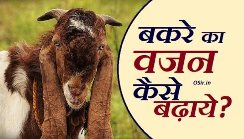 बकरे को क्या नहीं खिलाना चाहिए बकरा को क्या खिलाना चाहिए बकरे को क्या-क्या खिलाना चाहिए बकरे को क्या खिलाना चाहिए बकरी को क्या-क्या खिलाना चाहिए बकरे को क्या क्या खिलाते हैं बकरी को क्या क्या खिलाया जाता है खस्सी बकरे को क्या खिलाना चाहिए खस्सी बकरा को क्या खिलाना चाहिए बकरियों को क्या खिलाना चाहिए बकरे को खस्सी कैसे किया जाता है