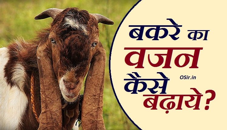 बकरे को क्या नहीं खिलाना चाहिए बकरा को क्या खिलाना चाहिए बकरे को क्या-क्या खिलाना चाहिए बकरे को क्या खिलाना चाहिए बकरी को क्या-क्या खिलाना चाहिए बकरे को क्या क्या खिलाते हैं बकरी को क्या क्या खिलाया जाता है खस्सी बकरे को क्या खिलाना चाहिए खस्सी बकरा को क्या खिलाना चाहिए बकरियों को क्या खिलाना चाहिए बकरे को खस्सी कैसे किया जाता है