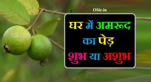 घर में अमरूद का पेड़ शुभ होता है या अशुभ अमरूद का पेड़ घर में लगाना शुभ है या अशुभ amrud ka ped lagane se kya hota hai amrud ka ped shubh ya ashubh