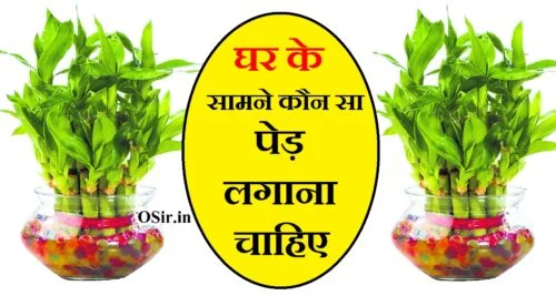 घर के सामने कौन सा पेड़ लगाना चाहिए, घर के सामने कौन सा वृक्ष लगाना चाहिए, घर के सामने कौन सा पेड़ नहीं लगाना चाहिए, ghar ke samne kaun sa ped lagana chahiye, ghar ke samne kaun sa ped lagana chahie, ghar ke samne konsa ped lagana chahiye, ghar ke samne konsa ped hona chahiye, ghar ke samne konsa podha lagaye, ghar ke samne konsa ped nahi hona chahiye, ghar ke samne kaun se ped lagana chahiye, ghar ke aage kaun sa ped lagana chahie, ghar mein kaun sa ped lagana chahie, ghar mein kaun kaun sa ped lagana chahie, घर के सामने konse पेड़ लगाना चाहिए, ghar ke andar konsa ped lagana chahiye, ghar ke samne ped, घर के सामने ped lagane ke fayde, ghar mein konsa ped nahi lagana chahiye, मरवा का पौधा घर में लगाना चाहिए या नहीं, कौन से पांच पौधे घर में लगाना चाहिए, मेहंदी का पौधा घर में लगाना चाहिए या नहीं, शमी का पौधा घर में लगाना चाहिए या नहीं, घर के लिए 10 शुभ वृक्ष, घर के लिए शुभ वृक्ष, वास्तु शास्त्र के अनुसार पेड़-पौधे, घर में कौन सा पेड़ नहीं लगाना चाहिए, गमले के पौधे, धन देने वाला पौधा, शुभ फलदायक पौधे, मरवा का पौधा घर में लगाना चाहिए या नहीं, मेहंदी का पेड़ कहां लगाना चाहिए, कदम का पेड़ घर में लगाना चाहिए या नहीं, आम का पेड़ घर में लगाना शुभ है या अशुभ, घर में कौन सा पौधा लगाने से लक्ष्मी आती है, घर के सामने कौन सा पेड़ लगाना चाहिए, घर के सामने कौन सा पेड़ लगाना चाहिए, घर के सामने कौन सा वृक्ष लगाना चाहिए, घर के सामने कौन सा पेड़ नहीं लगाना चाहिए, घर के सामने कौन सा पेड़ नहीं लगाना चाहिए, घर के सामने केले का पेड़ लगाना चाहिए या नहीं, कौन सा पौधा किस दिशा में लगाना चाहिए, कदम का पेड़ घर में लगाना चाहिए या नहीं, घर के सामने अमरूद का पेड़ लगाना चाहिए या नहीं, बरगद का पेड़ किस दिन लगाना चाहिए, वास्तु शास्त्र के अनुसार पेड़-पौधे, बेल का पेड़ किस दिन लगाना चाहिए, घर के सामने कौन सा पेड़ नहीं लगाना चाहिए, कदम का पेड़ घर में लगाना चाहिए या नहीं, बरगद का पेड़ किस दिन लगाना चाहिए, कौन सा पौधा किस दिशा में लगाना चाहिए, वास्तु शास्त्र के अनुसार पेड़-पौधे, बेल का पेड़ किस दिन लगाना चाहिए, घर के सामने कौन सा पेड़ लगाना चाहिए, घर के सामने केले का पेड़ लगाना चाहिए या नहीं, घर में कौन सा पेड़ नहीं लगाना चाहिए?, नीम का पेड़ घर में लगाना चाहिए या नहीं, पीपल के पेड़ की छाया, अनार का पौधा किस दिन लगाना चाहिए, घर के लिए 10 शुभ वृक्ष, बेल का पेड़ किस दिन लगाना चाहिए?, कौन से पांच पौधे घर में लगाना चाहिए, मेहंदी का पौधा घर में लगाना चाहिए या नहीं, कौन सा पौधा किस दिशा में लगाना चाहिए, मरवा का पौधा घर में लगाना चाहिए या नहीं, घर में कौन सा पेड़ नहीं लगाना चाहिए, वास्तु शास्त्र के अनुसार पेड़-पौधे, सबसे सुगंधित फूल कौन सा है, पूरे वर्ष खिला रहने वाला फूल, ghar ke samne kaun sa ped lagana chahiye, ghar ke samne kaun sa ped lagana chahie, ghar ke samne konsa ped lagana chahiye, ghar ke samne konsa ped hona chahiye, ghar ke samne konsa podha lagaye, ghar ke samne konsa ped nahi hona chahiye, ghar ke samne kaun se ped lagana chahiye, ghar ke aage kaun sa ped lagana chahie, ghar mein kaun sa ped lagana chahie, ghar mein kaun kaun sa ped lagana chahie, घर के सामने konse पेड़ लगाना चाहिए, ghar ke andar konsa ped lagana chahiye, ghar ke samne kaun se ped lagana chahiye, ghar ke samne kaun se ped lagana chahie, घर के सामने कौन सा पेड़ लगाना चाहिए, घर के सामने कौन से पेड़ लगाना चाहिए, ghar ke samne kaun sa ped lagana chahiye, ghar ke samne kaun sa ped lagana chahie, ghar ke aage kaun sa ped lagana chahie, ghar ke samne konsa ped lagana chahiye, ghar mein kaun se ped nahi lagana chahiye, ghar me kaun se ped lagana chahiye, ghar mein kaun kaun sa ped lagana chahie, ghar mein kaun sa ped lagana chahie, ghar ke bahar kaun sa ped lagana chahie, घर के सामने कौन सा वृक्ष लगाना चाहिए, घर के सामने कौन सा पेड़ नहीं लगाना चाहिए, ghar ke samne konsa ped hona chahiye, घर के आगे कौन सा पेड़ लगाना चाहिए, घर के आगे कौन सा पेड़ नहीं लगाना चाहिए, ghar ke aage konsa ped lagana chahiye, ghar ke andar konsa ped lagana chahiye, घर के सामने konse पेड़ लगाना चाहिए, ghar ke samne konsa ped nahi hona chahiye, ghar mein kaun sa ped nahi lagana chahiye, घर में कौन सा पेड़ नहीं लगाना चाहिए, ghar mein kaun se ped paudhe lagana chahie, ghar mein kaun se ped lagana shubh hota hai, ghar mein kaun kaun se ped paudhe lagana chahie, ghar mein konsa ped nahi lagana chahiye, ghar me kon se ped lagana chahiye, ghar mein kaun se ped lagana chahie, ghar mein kaun sa ped lagana chahiye, घर में कौन से पेड़ लगाना चाहिए, घर में कौन से पेड़ नहीं लगाना चाहिए, घर में कौन-कौन से पेड़ पौधे लगाना चाहिए, ghar me kaun kaun se ped lagana chahiye, ghar mein kaun kaun se ped lagana chahie, ghar me bel ka ped lagana chahiye ya nahi, kele ke ped ko ghar me lagana chahiye ya nahi, bargad ka ped ghar me lagana chahiye ya nahi, papita ka ped ghar me lagana chahiye ya nahi, ghar me kon sa ped lagana chahiye, ghar ke aangan mein kaun sa ped lagana chahie, multani mitti mein kya kya mila ke lagana chahie, ghar mein kaun kaun sa paudha lagana chahie, ghar mein kaun sa ped lagana shubh hota hai, ghar mein kaun sa ped lagaen, ghar mein kaun se ped lagaen, ghar mein kaun kaun se ped lagana chahiye, घर के आंगन में कौन सा पेड़ लगाना चाहिए, ghar ke bahar kaun sa ped lagana chahiye, घर के बाहर कौन सा पेड़ लगाना चाहिए, ,