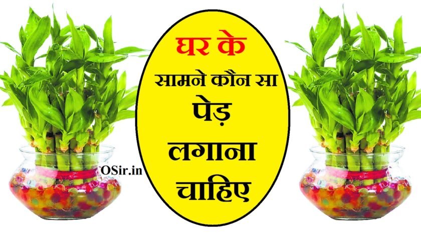 घर के सामने कौन सा पेड़ लगाना चाहिए, घर के सामने कौन सा वृक्ष लगाना चाहिए, घर के सामने कौन सा पेड़ नहीं लगाना चाहिए, ghar ke samne kaun sa ped lagana chahiye, ghar ke samne kaun sa ped lagana chahie, ghar ke samne konsa ped lagana chahiye, ghar ke samne konsa ped hona chahiye, ghar ke samne konsa podha lagaye, ghar ke samne konsa ped nahi hona chahiye, ghar ke samne kaun se ped lagana chahiye, ghar ke aage kaun sa ped lagana chahie, ghar mein kaun sa ped lagana chahie, ghar mein kaun kaun sa ped lagana chahie, घर के सामने konse पेड़ लगाना चाहिए, ghar ke andar konsa ped lagana chahiye, ghar ke samne ped, घर के सामने ped lagane ke fayde, ghar mein konsa ped nahi lagana chahiye, मरवा का पौधा घर में लगाना चाहिए या नहीं, कौन से पांच पौधे घर में लगाना चाहिए, मेहंदी का पौधा घर में लगाना चाहिए या नहीं, शमी का पौधा घर में लगाना चाहिए या नहीं, घर के लिए 10 शुभ वृक्ष, घर के लिए शुभ वृक्ष, वास्तु शास्त्र के अनुसार पेड़-पौधे, घर में कौन सा पेड़ नहीं लगाना चाहिए, गमले के पौधे, धन देने वाला पौधा, शुभ फलदायक पौधे, मरवा का पौधा घर में लगाना चाहिए या नहीं, मेहंदी का पेड़ कहां लगाना चाहिए, कदम का पेड़ घर में लगाना चाहिए या नहीं, आम का पेड़ घर में लगाना शुभ है या अशुभ, घर में कौन सा पौधा लगाने से लक्ष्मी आती है, घर के सामने कौन सा पेड़ लगाना चाहिए, घर के सामने कौन सा पेड़ लगाना चाहिए, घर के सामने कौन सा वृक्ष लगाना चाहिए, घर के सामने कौन सा पेड़ नहीं लगाना चाहिए, घर के सामने कौन सा पेड़ नहीं लगाना चाहिए, घर के सामने केले का पेड़ लगाना चाहिए या नहीं, कौन सा पौधा किस दिशा में लगाना चाहिए, कदम का पेड़ घर में लगाना चाहिए या नहीं, घर के सामने अमरूद का पेड़ लगाना चाहिए या नहीं, बरगद का पेड़ किस दिन लगाना चाहिए, वास्तु शास्त्र के अनुसार पेड़-पौधे, बेल का पेड़ किस दिन लगाना चाहिए, घर के सामने कौन सा पेड़ नहीं लगाना चाहिए, कदम का पेड़ घर में लगाना चाहिए या नहीं, बरगद का पेड़ किस दिन लगाना चाहिए, कौन सा पौधा किस दिशा में लगाना चाहिए, वास्तु शास्त्र के अनुसार पेड़-पौधे, बेल का पेड़ किस दिन लगाना चाहिए, घर के सामने कौन सा पेड़ लगाना चाहिए, घर के सामने केले का पेड़ लगाना चाहिए या नहीं, घर में कौन सा पेड़ नहीं लगाना चाहिए?, नीम का पेड़ घर में लगाना चाहिए या नहीं, पीपल के पेड़ की छाया, अनार का पौधा किस दिन लगाना चाहिए, घर के लिए 10 शुभ वृक्ष, बेल का पेड़ किस दिन लगाना चाहिए?, कौन से पांच पौधे घर में लगाना चाहिए, मेहंदी का पौधा घर में लगाना चाहिए या नहीं, कौन सा पौधा किस दिशा में लगाना चाहिए, मरवा का पौधा घर में लगाना चाहिए या नहीं, घर में कौन सा पेड़ नहीं लगाना चाहिए, वास्तु शास्त्र के अनुसार पेड़-पौधे, सबसे सुगंधित फूल कौन सा है, पूरे वर्ष खिला रहने वाला फूल, ghar ke samne kaun sa ped lagana chahiye, ghar ke samne kaun sa ped lagana chahie, ghar ke samne konsa ped lagana chahiye, ghar ke samne konsa ped hona chahiye, ghar ke samne konsa podha lagaye, ghar ke samne konsa ped nahi hona chahiye, ghar ke samne kaun se ped lagana chahiye, ghar ke aage kaun sa ped lagana chahie, ghar mein kaun sa ped lagana chahie, ghar mein kaun kaun sa ped lagana chahie, घर के सामने konse पेड़ लगाना चाहिए, ghar ke andar konsa ped lagana chahiye, ghar ke samne kaun se ped lagana chahiye, ghar ke samne kaun se ped lagana chahie, घर के सामने कौन सा पेड़ लगाना चाहिए, घर के सामने कौन से पेड़ लगाना चाहिए, ghar ke samne kaun sa ped lagana chahiye, ghar ke samne kaun sa ped lagana chahie, ghar ke aage kaun sa ped lagana chahie, ghar ke samne konsa ped lagana chahiye, ghar mein kaun se ped nahi lagana chahiye, ghar me kaun se ped lagana chahiye, ghar mein kaun kaun sa ped lagana chahie, ghar mein kaun sa ped lagana chahie, ghar ke bahar kaun sa ped lagana chahie, घर के सामने कौन सा वृक्ष लगाना चाहिए, घर के सामने कौन सा पेड़ नहीं लगाना चाहिए, ghar ke samne konsa ped hona chahiye, घर के आगे कौन सा पेड़ लगाना चाहिए, घर के आगे कौन सा पेड़ नहीं लगाना चाहिए, ghar ke aage konsa ped lagana chahiye, ghar ke andar konsa ped lagana chahiye, घर के सामने konse पेड़ लगाना चाहिए, ghar ke samne konsa ped nahi hona chahiye, ghar mein kaun sa ped nahi lagana chahiye, घर में कौन सा पेड़ नहीं लगाना चाहिए, ghar mein kaun se ped paudhe lagana chahie, ghar mein kaun se ped lagana shubh hota hai, ghar mein kaun kaun se ped paudhe lagana chahie, ghar mein konsa ped nahi lagana chahiye, ghar me kon se ped lagana chahiye, ghar mein kaun se ped lagana chahie, ghar mein kaun sa ped lagana chahiye, घर में कौन से पेड़ लगाना चाहिए, घर में कौन से पेड़ नहीं लगाना चाहिए, घर में कौन-कौन से पेड़ पौधे लगाना चाहिए, ghar me kaun kaun se ped lagana chahiye, ghar mein kaun kaun se ped lagana chahie, ghar me bel ka ped lagana chahiye ya nahi, kele ke ped ko ghar me lagana chahiye ya nahi, bargad ka ped ghar me lagana chahiye ya nahi, papita ka ped ghar me lagana chahiye ya nahi, ghar me kon sa ped lagana chahiye, ghar ke aangan mein kaun sa ped lagana chahie, multani mitti mein kya kya mila ke lagana chahie, ghar mein kaun kaun sa paudha lagana chahie, ghar mein kaun sa ped lagana shubh hota hai, ghar mein kaun sa ped lagaen, ghar mein kaun se ped lagaen, ghar mein kaun kaun se ped lagana chahiye, घर के आंगन में कौन सा पेड़ लगाना चाहिए, ghar ke bahar kaun sa ped lagana chahiye, घर के बाहर कौन सा पेड़ लगाना चाहिए, ,