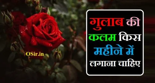 गुलाब की कलम किस महीने में लगाना चाहिए, गुलाब की कलम किस महीने में लगानी चाहिए, gulab ki kalam kab lagaye, gulab ki kalam lagane ka sahi samay, gulab ki kalam lagana, gulab ki kalam kab lagaen, gulab ki kalam lagane ka sahi tarika, gulab ki kalam lagane ki vidhi, gulab ki kalam kab lagaye jati hai, gulab ki kalam kab aur kaise lagaye, gulab ki kalam lagane ka sahi samay, gulab ki kalam lagane ka time, gulab ki kalam lagane ka samay, gulab ki kalam lagane ka sahi tarika, gulab ki kalam in english, gulab ki kalam lagane ka sahi samay, gulab ki kalam lagane ka tarika, gulab ki kalam lagane ka time, gulab ki kalam lagane ka samay, gulab ki kalam in english, gulab ki cutting ka time, gulab ki kalam lagane ka sahi tarika, gulab ki kalam lagane ka sahi samay, gulab ki kalam lagane ka time, gulab ki kalam lagane ka tarika, gulab ki kalam lagane ki vidhi, gulab ki kalam lagane ka tarika, gulab ki kalam lagane ka sahi tarika, english gulab ki kalam lagane ka tarika, gulab ki kalam lagane ka time, gulab ki kalam lagane ka samay, gulab ki kalam lagane ka asan tarika, gulab ki kalam lagane ka tarika bataen, gulab ki kalam lagane ka tarika, gulab ki kalam lagane ka sahi samay, gulab ki kalam lagane ki vidhi, gulab ke phool ki kalam lagane ka tarika, गुलाब की कलम कब लगाई जाती है, गुलाब की कलम कब लगाये, गुलाब की कलम कैसे लगाई जाती है, बरसात में गुलाब की कलम कैसे लगाएं, गुलाब के पौधे में कौन सा खाद डालना चाहिए, गुलाब की कटिंग कैसे लगाएं, देसी गुलाब की पहचान, गुलाब की नर्सरी कैसे तैयार करें, आलू में गुलाब कैसे लगाएं, गुलाब के बीज कैसे होते हैं, गुलाब के बीज कहां मिलते हैं, गुलाब की कलम किस महीने में लगाना चाहिए, गुलाब की कटिंग कैसे लगाएं, केले का बीज कैसा होता है, अंग्रेजी गुलाब की कलम कैसे लगाएं, बीज कैसे बनाते हैं, फूलों के बीज ऑनलाइन, gulab ki kalam kaise banaen, gulab ki kalam in english, gulab ki kalam lagane ka time, gulab ki kalam lagane ka samay, gulab ki kalam lagane ka tarika, gulab ki kalam kaise lagate hain, gulab ke kalam lagana, गुलाब की कलम लगाना, gulab ki cutting ka time, gulab ki kalam kab lagana chahie, gulab ki dali kaise lagaen, gulab ki kalam kaise lagaen, english gulab ki kalam lagane ka tarika, gulab ki kalam kis mausam mein lagana chahie, गुलाब की कलम कब लगाएं, gulab ki kalam kab aur kaise lagaen, gulab ki kalam kab lagana chahie, gulab ki kalam kaise banaen, gulab ki kalam lagane ka time, gulab ki kalam in english, gulab ki kalam lagane ka samay, gulab ki kalam lagane ka sahi tarika, gulab ki kalam lagana, gulab ki kalam kab lagaye jati hai, gulab ki kalam kab lagaye, gulab ki kalam kab lagaen, gulab ki kalam lagane ka sahi samay, गुलाब की कलम लगाने की विधि, गुलाब की कलम लगाने की विधि बताएं,, गुलाब के पौधे में कौन सा खाद डालना चाहिए, अंग्रेजी गुलाब की कलम कैसे लगाएं, बरसात में गुलाब की कलम कैसे लगाएं, देसी गुलाब की पहचान, गुलाब की कटिंग कैसे लगाएं, आलू में गुलाब कैसे लगाएं, गुलाब में ज्यादा फूल कैसे लाएं, गुलाब की नर्सरी कैसे तैयार करें, गुलाब के पौधे में फूल नहीं आ रही, गुलाब के पौधे में फिटकरी कैसे डालें, गुलाब का फूल घर में लगाना चाहिए कि नहीं, गुलाब के पौधे में फूल कैसे लाए, गर्मियों में गुलाब के लिए सबसे अच्छा उर्वरक, गुलाब का फूल कैसे बनाएं, गुलाब के फूल फोटो, गुलाब के पौधे में कौन सा खाद डालना चाहिए, गुलाब की कलम लगाने का समय, गुलाब की नर्सरी कैसे तैयार करें, बरसात में गुलाब की कलम कैसे लगाएं, गुलाब की कटिंग कैसे लगाएं, देसी गुलाब की पहचान, गुलाब में ज्यादा फूल कैसे लाएं, गुलाब के बीज कैसे होते हैं,