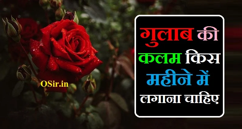 गुलाब की कलम किस महीने में लगाना चाहिए, गुलाब की कलम किस महीने में लगानी चाहिए, gulab ki kalam kab lagaye, gulab ki kalam lagane ka sahi samay, gulab ki kalam lagana, gulab ki kalam kab lagaen, gulab ki kalam lagane ka sahi tarika, gulab ki kalam lagane ki vidhi, gulab ki kalam kab lagaye jati hai, gulab ki kalam kab aur kaise lagaye, gulab ki kalam lagane ka sahi samay, gulab ki kalam lagane ka time, gulab ki kalam lagane ka samay, gulab ki kalam lagane ka sahi tarika, gulab ki kalam in english, gulab ki kalam lagane ka sahi samay, gulab ki kalam lagane ka tarika, gulab ki kalam lagane ka time, gulab ki kalam lagane ka samay, gulab ki kalam in english, gulab ki cutting ka time, gulab ki kalam lagane ka sahi tarika, gulab ki kalam lagane ka sahi samay, gulab ki kalam lagane ka time, gulab ki kalam lagane ka tarika, gulab ki kalam lagane ki vidhi, gulab ki kalam lagane ka tarika, gulab ki kalam lagane ka sahi tarika, english gulab ki kalam lagane ka tarika, gulab ki kalam lagane ka time, gulab ki kalam lagane ka samay, gulab ki kalam lagane ka asan tarika, gulab ki kalam lagane ka tarika bataen, gulab ki kalam lagane ka tarika, gulab ki kalam lagane ka sahi samay, gulab ki kalam lagane ki vidhi, gulab ke phool ki kalam lagane ka tarika, गुलाब की कलम कब लगाई जाती है, गुलाब की कलम कब लगाये, गुलाब की कलम कैसे लगाई जाती है, बरसात में गुलाब की कलम कैसे लगाएं, गुलाब के पौधे में कौन सा खाद डालना चाहिए, गुलाब की कटिंग कैसे लगाएं, देसी गुलाब की पहचान, गुलाब की नर्सरी कैसे तैयार करें, आलू में गुलाब कैसे लगाएं, गुलाब के बीज कैसे होते हैं, गुलाब के बीज कहां मिलते हैं, गुलाब की कलम किस महीने में लगाना चाहिए, गुलाब की कटिंग कैसे लगाएं, केले का बीज कैसा होता है, अंग्रेजी गुलाब की कलम कैसे लगाएं, बीज कैसे बनाते हैं, फूलों के बीज ऑनलाइन, gulab ki kalam kaise banaen, gulab ki kalam in english, gulab ki kalam lagane ka time, gulab ki kalam lagane ka samay, gulab ki kalam lagane ka tarika, gulab ki kalam kaise lagate hain, gulab ke kalam lagana, गुलाब की कलम लगाना, gulab ki cutting ka time, gulab ki kalam kab lagana chahie, gulab ki dali kaise lagaen, gulab ki kalam kaise lagaen, english gulab ki kalam lagane ka tarika, gulab ki kalam kis mausam mein lagana chahie, गुलाब की कलम कब लगाएं, gulab ki kalam kab aur kaise lagaen, gulab ki kalam kab lagana chahie, gulab ki kalam kaise banaen, gulab ki kalam lagane ka time, gulab ki kalam in english, gulab ki kalam lagane ka samay, gulab ki kalam lagane ka sahi tarika, gulab ki kalam lagana, gulab ki kalam kab lagaye jati hai, gulab ki kalam kab lagaye, gulab ki kalam kab lagaen, gulab ki kalam lagane ka sahi samay, गुलाब की कलम लगाने की विधि, गुलाब की कलम लगाने की विधि बताएं,, गुलाब के पौधे में कौन सा खाद डालना चाहिए, अंग्रेजी गुलाब की कलम कैसे लगाएं, बरसात में गुलाब की कलम कैसे लगाएं, देसी गुलाब की पहचान, गुलाब की कटिंग कैसे लगाएं, आलू में गुलाब कैसे लगाएं, गुलाब में ज्यादा फूल कैसे लाएं, गुलाब की नर्सरी कैसे तैयार करें, गुलाब के पौधे में फूल नहीं आ रही, गुलाब के पौधे में फिटकरी कैसे डालें, गुलाब का फूल घर में लगाना चाहिए कि नहीं, गुलाब के पौधे में फूल कैसे लाए, गर्मियों में गुलाब के लिए सबसे अच्छा उर्वरक, गुलाब का फूल कैसे बनाएं, गुलाब के फूल फोटो, गुलाब के पौधे में कौन सा खाद डालना चाहिए, गुलाब की कलम लगाने का समय, गुलाब की नर्सरी कैसे तैयार करें, बरसात में गुलाब की कलम कैसे लगाएं, गुलाब की कटिंग कैसे लगाएं, देसी गुलाब की पहचान, गुलाब में ज्यादा फूल कैसे लाएं, गुलाब के बीज कैसे होते हैं,