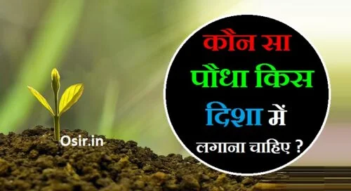 कौन सा पौधा किस दिशा में लगाना चाहिए,,, कौन सा पौधा किस दिशा में लगाना चाहिए,,, बेल का पौधा किस दिशा में लगाना चाहिए,,, क्रासुला का पौधा किस दिशा में लगाना चाहिए,,, शमी का पौधा किस दिशा में लगाना चाहिए,,, गुड़हल का पौधा किस दिशा में लगाना चाहिए,,, कौन से पांच पौधे घर में लगाना चाहिए,,, कनेर का पौधा किस दिशा में लगाना चाहिए,,, तुलसी का पौधा किस दिशा में लगाना चाहिए,,, कदम का पेड़ किस दिशा में लगाना चाहिए,,, कौन सा पौधा किस दिशा में लगाना चाहिए,,, कौन सा पौधा किस दिशा में लगाना चाहिए,,, कौन सा पौधा किस दिशा में लगाना चाहिए,,, पारिजात का पौधा किस दिशा में लगाना चाहिए,,, पारिजात का पौधा किस दिशा में लगाना चाहिए,,, पारिजात का पेड़ किस दिशा में लगाना चाहिए,,, पारिजात का पौधा घर में किस दिशा में लगाना चाहिए,,, तुलसी का पौधा किस दिशा में लगाना चाहिए,,, तुलसी जी का पौधा किस दिशा में लगाना चाहिए,,, तुलसी का पौधा किस दिशा में नहीं लगाना चाहिए,,, कौन सा पौधा घर में लगाना चाहिए,,, कौन सा पौधा घर में नहीं लगाना चाहिए,,, kaun sa paudha lagana chahie,,, aam ka paudha kis disha mein lagana chahie,,, tulsi ka paudha kis disha mein lagana chahie,,, kaun sa paudha ghar mein lagana chahie,,, tulsi ka paudha kaun si disha mein lagana chahie,,, tulsi ka paudha ghar mein kis disha mein lagana chahie,,, tulsi ka paudha kis disha me lagana chahiye,,, kaun sa ped ghar mein lagana shubh hota hai,,, kaun sa paudha ghar mein lagaen,,, tulsi ka paudha kis disha mein rakhna chahiye,,, kaun sa ped lagana chahie,,, kaun sa ped lagana chahiye,,, kaun sa paudha lagana chahie,,, aam ka paudha kis disha mein lagana chahie,,, tulsi ka paudha kis disha mein lagana chahie,,, kaun sa paudha ghar mein lagana chahie,,, tulsi ka paudha kaun si disha mein lagana chahie,,, tulsi ka paudha ghar mein kis disha mein lagana chahie,,, tulsi ka paudha kis disha me lagana chahiye,,, kaun sa ped ghar mein lagana shubh hota hai,,, kaun sa paudha ghar mein lagaen,,, tulsi ka paudha kis disha mein rakhna chahiye,,, kaun sa ped lagana chahie,,, kaun sa ped lagana chahiye,,, tulsi ka kaun sa paudha lagana chahie,,, ghar par kaun sa paudha lagana chahie,,, aangan mein kaun sa paudha lagana chahie,,, ghar ke samne kaun sa paudha lagana chahie,,, ghar ke bahar kaun sa paudha lagana chahie,,, ghar ke aage kaun sa paudha lagana chahie,,, tulsi ka paudha kaun sa din lagana chahiye,,, ghar mein kaun sa plant lagana chahie,,, ghar ke andar kaun sa paudha lagana chahie,,, safed aak ka paudha,,, safed aak ka paudha in english,,, kaun sa paudha hai,,, kaun sa paudha lagana shubh hota hai,,, kaun sa paudha shubh hota hai,,, dakshin disha mein kaun sa paudha lagana chahie,,, paschim disha mein kaun sa paudha lagana chahie,,, ghar ke mukhya dwar par kaun sa paudha lagana chahie,,, ghar me kaun sa paudha lagana chahiye,,, ghar par kaun sa paudha lagana chahiye,,, ghar mein kaun sa paudha lagana chahie,,, main gate par kaun sa paudha lagana chahie,,, ghar mein kaun sa paudha nahin lagana chahie,,, ghar mein kaun kaun sa paudha lagana chahie,,, ghar mein kaun kaun sa paudha nahin lagana chahie,,, parijat ka paudha kaun sa hota hai,,, chehre pe kale daag kaise hataye,,, aam ka ped kis disha mein lagana chahie,,, aam ka ped ghar ke kis disha mein lagana chahie,,, amla ka paudha kis disha mein lagana chahie,,, aak ka paudha kis disha mein lagana chahie,,, safed aak ka paudha kis disha mein lagana chahie,,, bel ka paudha kis disha mein lagana chahie,,, money plant ka paudha kis disha mein lagaen,,, kele ka paudha kis disha mein lagana chahie,,, parijat ka paudha kis disha mein lagana chahie,,, parijat ka ped kis disha mein lagana chahie,,, parijat ka paudha kis disha mein lagaen,,, पारिजात का पौधा घर के किस दिशा में लगाना चाहिए,,, tulsi ka ped kis disha mein lagana chahie,,, tulsi ka paudha kis disha mein lagana chahiye,,, tulsi ka paudha ghar ke kis disha mein lagana chahie,,, tulsi ka paudha ghar ke kis disha me lagana chahiye,,, tulsi ka paudha kis disha mein lagaya jata hai,,, ghar mein tulsi ka paudha kis disha mein lagana chahie,,, tulsi ka paudha kis disha mein rakhen,,, tulsi ka paudha kis disha mein lagaen,,, tulsi ka paudha kisi ko dena chahiye ki nahin,,, ghar mein kaun kaun sa ped lagana chahie,,, kaun sa paudha ghar mein lagana shubh hota hai,,, kaun kaun sa paudha ghar mein lagana chahie,,, ghar mein kaun sa paudha lagaen,,, ghar mein kaun sa paudha lagana chahiye,,, ghar ke aangan mein kaun sa paudha lagana chahiye,,, kaun sa din tulsi ka paudha lagana chahie,,, kaun sa paudha lagana chahie,,, aam ka paudha kis disha mein lagana chahie,,, पारिजात का पौधा किस दिशा में लगाना चाहिए,,, tulsi ka paudha kis disha mein lagana chahie,,, kaun sa paudha ghar mein lagana chahie,,, tulsi ka paudha kaun si disha mein lagana chahie,,, tulsi ka paudha ghar mein kis disha mein lagana chahie,,, tulsi ka paudha kis disha me lagana chahiye,,, kaun sa ped ghar mein lagana shubh hota hai,,, kaun sa paudha ghar mein lagaen,,, tulsi ka paudha kis disha mein rakhna chahiye,,, कौन सा पेड़ घर में लगाना शुभ होता है,,, ghar mein kaun sa ped shubh hota hai,,, anar ka ped ghar mein lagana shubh hai ya ashubh,,, kaun sa ped lagana shubh hota hai,,, ghar mein kaun sa ped lagane se shubh hota hai,,, kaun sa ped ghar mein lagana shubh hota hai,,, kaun sa ped shubh hota hai,,, kaun sa paudha ghar mein lagana shubh hota hai,,, ghar mein kaun se ped lagana shubh hota hai,,, tulsi ka paudha ghar mein kis disha mein lagana chahie,,, tulsi ka paudha ghar ke kis disha mein lagana chahie,,, tulsi ka paudha ghar ke kis disha me lagana chahiye,,, तुलसी का पौधा घर के किस दिशा में लगाना चाहिए,,, ,,, ,,, ,,, ,,,