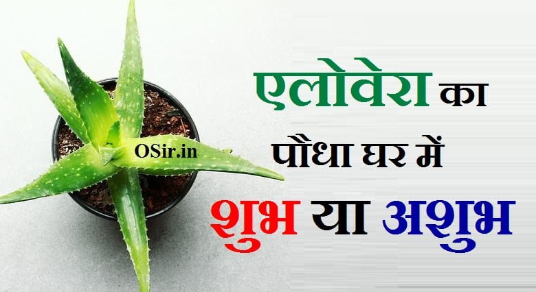 एलोवेरा का पौधा घर में शुभ या अशुभ, एलोवेरा का पौधा घर में लगाना शुभ या अशुभ, एलोवेरा का पौधा घर में लगाना शुभ है या अशुभ, एलोवेरा का पौधा किस दिशा में लगाना चाहिए, एलोवेरा का पौधा घर में लगाना शुभ है या अशुभ, aloe vera kis disha mein lagaye, aloe vera ka podha ghar me lagana chahiye ya nahi, aloe vera ka podha ghar me lagana chahiye ya nahi, aloe vera ghar mein lagane se kya hota hai, aloe vera ka podha ghar me lagana chahiye ya nahi, aloe vera ka ped ghar mein lagana chahiye ya nahi, aloe vera ka ped ghar mein lagana chahiye ki nahin, aloevera ka paudha ghar mein lagana chahiye ya nahin, aloe vera ghar me lagana chahiye ya nahi, aloe vera ka podha ghar me lagana chahiye ya nahi, aloe vera ghar me lagana chahiye, ghar mein aloe vera lagana chahie ya nahin, aloe vera ghar mein laga sakte hain, गिलोय का पौधा घर में लगाना शुभ है या अशुभ, नींबू का पौधा घर में शुभ या अशुभ, मेहंदी का पौधा घर में लगाना चाहिए या नहीं, घर में मिर्च का पेड़ शुभ या अशुभ, मरवा का पौधा घर में लगाना चाहिए या नहीं, एलोवेरा का उपयोग, एलोवेरा का उपयोग कैसे करें, एलोवेरा का उपयोग करता है, एलोवेरा का उपयोग बताएं, एलोवेरा का उपयोग वीडियो, एलोवेरा का उपयोग इन हिंदी, एलोवेरा का चेहरे पर उपयोग, एलोवेरा के फूल का उपयोग, हल्दी और एलोवेरा का उपयोग, aloevera ka upyog bataiye, aloevera ka upyog, aloevera ka upyog kaise karen, एलोवेरा का चेहरे पर उपयोग, एलोवेरा का उपयोग कैसे करें, एलोवेरा के फायदे Hair, एलोवेरा जेल के फायदे, एलोवेरा जूस के फायदे, शुगर में एलोवेरा के फायदे, एलोवेरा के फायदे और नुकसान, एलोवेरा की तासीर ठंडी या गर्म, एलोवेरा के फायदे, एलोवेरा के फायदे Hair, नीम और एलोवेरा के फायदे, गिलोय और एलोवेरा के फायदे, एलोवेरा के फायदे for skin, एलोवेरा जूस के फायदे, एलोवेरा जेल के फायदे, एलोवेरा के फायदे और नुकसान, एलोवेरा पौधा लगाने के फायदे, aloe vera gel lagane ke fayde aur nuksan, aloevera lagane ke kya fayde hain, एलोवेरा का पौधा घर में लगाना शुभ है या अशुभ, aloe vera lagane ke fayde in hindi, aloe vera lagane se kya fayda hota hai, aloe vera lagane se kya fayde hote hain, aloe vera lagane se kya fayda, aloe vera lagane se kya fayda hota hai, aloe vera lagane se kya fayda hota hai chehre per, aloe vera lagane se kya fayda hota hai bataiye, aloe vera gel lagane se kya fayda hota hai, aloe vera chehre par lagane se kya fayda hota hai, baal mein aloe vera lagane se kya fayda hota hai, aloe vera balo me lagane se kya fayda hota hai, ling par aloe vera lagane se kya fayda hota hai, aloevera bal mein lagane se kya fayda hota hai, aloe vera lagane se kya kya fayda hota hai, aloe vera lagane se kya fayda hota hai, aloe vera lagane se kya fayde hote hain, aloe vera lagane se kya fayda hai, aloe vera gel se kya kya fayda hota hai, aloe vera lagane se fayda, aloe vera lagane se kya, aloe vera gel lagane se kya hoga, aloe vera lagane se kya kya hota hai, aloe vera face par lagane se kya fayda hota hai, aloe vera gel lagane se fayda, aloe vera lagane se kya hota hai chehre per, aloe vera skin par lagane se kya hota hai, घर में जामुन का पेड़ शुभ या अशुभ, एलोवेरा का पौधा लगाने के नुकसान, एलोवेरा का पौधा घर में लगाना शुभ है या अशुभ, aloevera ka paudha dikhaiye, aloe vera ka plant lagane ka tarika, aloevera ka paudha kaisa hota hain, aloe vera ka plant lagane ka tarika, aloe vera ko lagane ka tarika, aloe vera gel lagane ka tarika bataiye, aloe vera ka plant lagane ka tarika, aloe vera lagane ka tarika chehre par, aloe vera ka plant kaise lagate hain, aloe vera ka plant kaise lagaen, aloe vera ka plant kaise lagaye, , , , , , , घर में शुभ-अशुभ पौधे,