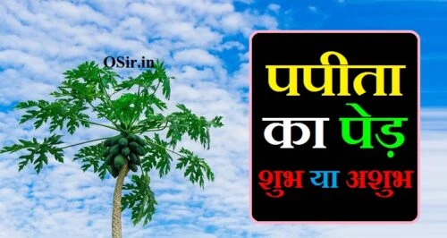 पपीता का पेड़ शुभ या अशुभ, पपीता का पेड़ घर में शुभ है या अशुभ, papita ka ped shubh ya ashubh, papita ka ped kaha lagana chahiye, papita ka ped ghar mein lagana chahiye, papita ka ped kaisa hota hai, papita ka ped kaha lagana chahiye, papita ka ped kaha lagana chahiye, papita ka ped lagane ka tarika, papita ka ped kaisa hota hai, papita ka ped shubh ya ashubh, papita ka ped kaise lagate hain, papita ka ped kaise lagaye, papita ka ped ghar mein lagana chahiye, papita ka ped lagane ka tarika, papita ka ped kaisa hota hai, sapne mein papita ka ped dekhna kaisa hota hain, papita ka ped kaha lagana chahiye, papita ka ped lagane ka tarika, papita ka ped kaisa hota hai, papita ka ped shubh ya ashubh, papita ka ped kaise lagate hain, papita ka ped kaise lagaye, papita ka ped ghar mein lagana chahiye, पपीते का पेड़ कैसा होता है, पपीता का पेड़ कैसा होता है, पपीता खाने से क्या होता है, पपीता का पेड़ कैसे लगाएं, पपीता का पौधा कहां मिलेगा, पपीता का पेड़ घर में शुभ है या अशुभ, पपीता में फल लगने की दवा, पका पपीता में कौन सा विटामिन पाया जाता है, पपीता खाने से क्या नुकसान होता है, पपीते का बीज कितने दिन में उगता है, kaddu ka ped kaisa hota hai, papita ka paudha kaisa hota hai, diesel ka ped kaisa hota hai, pani ka ped kaisa hota hai, papita ka ped kaisa hota hai, papita ka ped kaise lagate hain, papita ka ped kaise lagaye, papita ka ped kaise lagaya jata hai, papita ka ped kaise ugaye, papita ka ped kaise lagaen, pista ka ped kaisa hota hai, papita ka ped lagane ka tarika, पपीता का पेड़ लगाने का तरीका, पपीते का पेड़ लगाने का तरीका, पपीते का बीज कितने दिन में उगता है, पपीता का पेड़ घर में शुभ है या अशुभ, पपीता का पेड़ कैसे लगाएं, पपीता में फल लगने की दवा, पपीता का पौधा कहां मिलेगा, पपीता की नर्सरी किस महीने में तैयार करें, हाइब्रिड पपीता की खेती, पपीता का बीज कैसे तैयार करें, कदम का पेड़ घर में लगाना चाहिए या नहीं, जामुन का पेड़ घर में लगाना शुभ है या अशुभ, शमी का पेड़ घर में लगाना चाहिए, शहतूत का पेड़ घर में लगाना चाहिए, आम का पेड़ घर में लगाना शुभ है या अशुभ, सहजन का पेड़ घर में लगाना चाहिए या नहीं, घर में कौन सा पेड़ नहीं लगाना चाहिए, मीठी नीम का पेड़ किस दिशा में लगाना चाहिए, जामुन का पेड़ घर में लगाना शुभ है या अशुभ, आम का पेड़ घर में लगाना शुभ है या अशुभ, घर में मिर्च का पेड़ शुभ या अशुभ, शमी का पेड़ घर में लगाना चाहिए, कदम का पेड़ घर में लगाना चाहिए या नहीं, शहतूत का पेड़ घर में लगाना चाहिए, कटहल का पेड़ शुभ होता है या अशुभ, सहजन का पेड़ घर में लगाना चाहिए या नहीं, पपीता खाने के फायदे नुकसान, पपीता खाने के नुकसान, पका पपीता खाने के नुकसान, कच्चा पपीता खाने के फायदे, केला और पपीता खाने के फायदे, पपीता खाने का सही समय, पपीता खाने के बाद क्या नहीं खाना चाहिए, रात में पपीता खाने के फायदे, birthday ka card banane ka tarika, papita ka ped lagane ka tarika, papita ka ped kaise lagate hain, papita lagane ka tarika, papita ka ped kaise lagaya jata hai, papita ka ped kaise lagaye, papita ka ped kaise ugaye, papita lagane ki vidhi, पपीता का पेड़ कैसे उगाएं, papita ka ped kaise lagate hain, bel ka ped kaise ugaye, pipal ka ped kaise ugaye, papaya kaise ugaye, papita ka ped kaise lagaen, papita ka ped kaise ugaye, papita ka ped kaise lagaye, papita ka ped kaise lagaya jata hai, papita ka ped lagane ka tarika, , , , ,