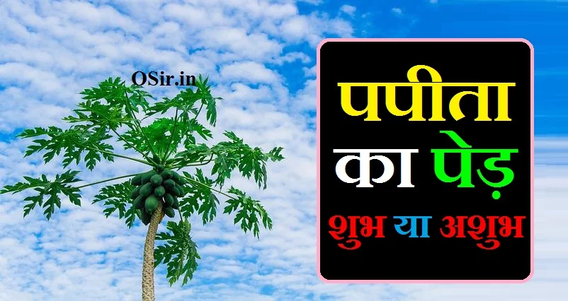 पपीता का पेड़ शुभ या अशुभ, पपीता का पेड़ घर में शुभ है या अशुभ, papita ka ped shubh ya ashubh, papita ka ped kaha lagana chahiye, papita ka ped ghar mein lagana chahiye, papita ka ped kaisa hota hai, papita ka ped kaha lagana chahiye, papita ka ped kaha lagana chahiye, papita ka ped lagane ka tarika, papita ka ped kaisa hota hai, papita ka ped shubh ya ashubh, papita ka ped kaise lagate hain, papita ka ped kaise lagaye, papita ka ped ghar mein lagana chahiye, papita ka ped lagane ka tarika, papita ka ped kaisa hota hai, sapne mein papita ka ped dekhna kaisa hota hain, papita ka ped kaha lagana chahiye, papita ka ped lagane ka tarika, papita ka ped kaisa hota hai, papita ka ped shubh ya ashubh, papita ka ped kaise lagate hain, papita ka ped kaise lagaye, papita ka ped ghar mein lagana chahiye, पपीते का पेड़ कैसा होता है, पपीता का पेड़ कैसा होता है, पपीता खाने से क्या होता है, पपीता का पेड़ कैसे लगाएं, पपीता का पौधा कहां मिलेगा, पपीता का पेड़ घर में शुभ है या अशुभ, पपीता में फल लगने की दवा, पका पपीता में कौन सा विटामिन पाया जाता है, पपीता खाने से क्या नुकसान होता है, पपीते का बीज कितने दिन में उगता है, kaddu ka ped kaisa hota hai, papita ka paudha kaisa hota hai, diesel ka ped kaisa hota hai, pani ka ped kaisa hota hai, papita ka ped kaisa hota hai, papita ka ped kaise lagate hain, papita ka ped kaise lagaye, papita ka ped kaise lagaya jata hai, papita ka ped kaise ugaye, papita ka ped kaise lagaen, pista ka ped kaisa hota hai, papita ka ped lagane ka tarika, पपीता का पेड़ लगाने का तरीका, पपीते का पेड़ लगाने का तरीका, पपीते का बीज कितने दिन में उगता है, पपीता का पेड़ घर में शुभ है या अशुभ, पपीता का पेड़ कैसे लगाएं, पपीता में फल लगने की दवा, पपीता का पौधा कहां मिलेगा, पपीता की नर्सरी किस महीने में तैयार करें, हाइब्रिड पपीता की खेती, पपीता का बीज कैसे तैयार करें, कदम का पेड़ घर में लगाना चाहिए या नहीं, जामुन का पेड़ घर में लगाना शुभ है या अशुभ, शमी का पेड़ घर में लगाना चाहिए, शहतूत का पेड़ घर में लगाना चाहिए, आम का पेड़ घर में लगाना शुभ है या अशुभ, सहजन का पेड़ घर में लगाना चाहिए या नहीं, घर में कौन सा पेड़ नहीं लगाना चाहिए, मीठी नीम का पेड़ किस दिशा में लगाना चाहिए, जामुन का पेड़ घर में लगाना शुभ है या अशुभ, आम का पेड़ घर में लगाना शुभ है या अशुभ, घर में मिर्च का पेड़ शुभ या अशुभ, शमी का पेड़ घर में लगाना चाहिए, कदम का पेड़ घर में लगाना चाहिए या नहीं, शहतूत का पेड़ घर में लगाना चाहिए, कटहल का पेड़ शुभ होता है या अशुभ, सहजन का पेड़ घर में लगाना चाहिए या नहीं, पपीता खाने के फायदे नुकसान, पपीता खाने के नुकसान, पका पपीता खाने के नुकसान, कच्चा पपीता खाने के फायदे, केला और पपीता खाने के फायदे, पपीता खाने का सही समय, पपीता खाने के बाद क्या नहीं खाना चाहिए, रात में पपीता खाने के फायदे, birthday ka card banane ka tarika, papita ka ped lagane ka tarika, papita ka ped kaise lagate hain, papita lagane ka tarika, papita ka ped kaise lagaya jata hai, papita ka ped kaise lagaye, papita ka ped kaise ugaye, papita lagane ki vidhi, पपीता का पेड़ कैसे उगाएं, papita ka ped kaise lagate hain, bel ka ped kaise ugaye, pipal ka ped kaise ugaye, papaya kaise ugaye, papita ka ped kaise lagaen, papita ka ped kaise ugaye, papita ka ped kaise lagaye, papita ka ped kaise lagaya jata hai, papita ka ped lagane ka tarika, , , , ,