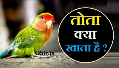 Tota kya khata hai, tota kya khata hai hindi mein, pahari tota kya khata hai, tota kya khana khata hai, tota keval kya khata hai, bagri tota kya khata hai, tota ka baccha kya khata hai, tota khane mein kya khata hai, tota sabse jyada kya khata hai, tota kya khata hai in hindi, tota kya khata hai, tota kya kya khata hai, tota kya khata hai batao, tota keval kya khata hai, तोता क्या क्या उत्पाद खाता है, तोता क्या क्या खाता है, vodafone ka 3 mahine ka recharge kitne ka hai, tota kya khata hai in hindi, tota kya khata hai, tota keval utpad khata hai, tota kya kya khata hai, tota kya khana khata hai, तोता क्या खाना खाता है, google kya khana khata hai, ki kya khata hai, tota kya khana khata hai, tota kya khata hai in hindi, tota kya kya khata hai, tota kya khata hai, tota kya kya chij khata hai, tota kya chij khata hai, तोता क्या खाता है, हमें चीनी से मिलती है, तोता क्या खाता है , तोता क्या खाता है सबसे ज्यादा, तोता क्या खाता है बताओ, तोता क्या खाते हैं, तोते क्या खाते हैं, तोते क्या खाते है, पहाड़ी तोता क्या खाता है, जंगली तोता क्या खाता है, तोता भोजन में क्या खाता है, तोते को क्या खिलाना चाहिए , तोते को क्या खिलाना चाहिए, तोते के बच्चे को क्या खिलाना चाहिए, तोता को क्या खिलाना चाहिए, मोर को क्या खिलाना चाहिए, तोते को क्या नहीं खिलाना चाहिए, छोटे तोते को क्या खिलाना चाहिए, तोता को क्या नहीं खिलाना चाहिए, तोते के बच्चों को क्या खिलाना चाहिए, तोते के बच्चे को क्या खिलाना चाहिए, तोता को क्या नहीं खिलाना चाहिए, जंगली तोता क्या खाता है, तोते को बोलना कैसे सिखाएं, तोता कितने दिन में बोलता है, तोते को पालतू कैसे बनाएं, तोते का नाम क्या रखना चाहिए, तोता मिर्ची क्यों खाता है, तोते को क्या नहीं खिलाना चाहिए , तोते को क्या नहीं खिलाना चाहिए, तोता को क्या नहीं खिलाना चाहिए, तोते को क्या खिलाना चाहिए, तोते को बोलना कैसे सिखाएं, जंगली तोता क्या खाता है, तोते को पालतू कैसे बनाएं, तोते के बच्चे को क्या खिलाना चाहिए, तोते की बीमारी का इलाज, तोता मिर्ची क्यों खाता है, तोते का नाम क्या रखना चाहिए, tote ko kya kya khilaye, tote ko kya khilaye, tote ko kya khilana chahie, tote ko kya khilana chahiye, tote ko kya khana pasand hai, tote ko kya kya khilaye, tote ko kya khilana chahie, tote ko kya khilaye, tote ko kya khilana chahiye, tote ko kya khana pasand hai, tota kya khata hai in hindi, tota kya khata hai, tota kya kya khata hai, tota kya khana khata hai, tota kya chij khata hai, tota kya kya chij khata hai, tota kya kehte hain, Tote ke bache ko kya khilaye, Tota kya khata hai, Tota ka khana, Tota ko kya khilaye, Parrot ko kya khilana chahie, Tote ko kya khilana chahie, Parrot food list, Tote ko kya khilaye,