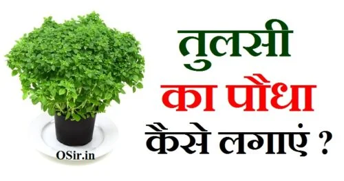तुलसी का पौधा कैसे लगाएं,, तुलसी का पौधा कैसे लगाएं गमले में,, तुलसी का पौधा घर में कैसे लगाएं,, तुलसी का पौधा घर पर कैसे लगाएं,, तुलसी के बीज से तुलसी का पौधा कैसे लगाएं,, तुलसी का पेड़ कैसे लगाएं,, तुलसी पौधा कैसे लगाएं,, तुलसी का पौधा कब और कैसे लगाएं,, तुलसी का पौधा कब लगाना चाहिए,, तुलसी का पौधा कैसे लगाएं,, तुलसी का पौधा किसी को देना चाहिए या नहीं,, तुलसी का पौधा कब और कहां लगाना चाहिए ?,, तुलसी का पौधा कब लगाना चाहिए,, tulsi ka paudha kaise lagaen,, tulsi ka paudha kab aur kaise lagana chahie,, tulsi kab lagaen,, tulsi kab lagaya jata hai,, tulsi ka paudha kab lagaya jata hai,, tulsi kab lagani chahie,, tulsi kab kharide,, tulsi ka ped kab lagaya jata hai,, तुलसी का पौधा कब लगाना चाहिए किस दिन,, तुलसी का पौधा कब लगाना चाहिए घर में,, तुलसी का पेड़ कब लगाना चाहिए,, तुलसी जी का पौधा कब लगाना चाहिए,, तुलसी पौधा कब लगाना चाहिए,, तुलसी का पौधा कब और किस दिन लगाना चाहिए,, तुलसी का पौधा कब और कैसे लगाना चाहिए,, तुलसी के पौधा कब लगाना चाहिए,, तुलसी का पौधा किसी को देना चाहिए या नहीं,, tulsi kab lagana chahiye,, tulsi ka paudha kab lagana chahiye,, tulsi ka paudha kaise lagaen,, tulsi aur kele ka paudha,, tulsi ka paudha kaise lagta hai,, tulsi ka paudha kahan lagaen,, tulsi ka paudha kab lagate hain,, tulsi ka paudha kaise lagana chahie,, तुलसी का पौधा कब लगाना चाहिए,, tulsi ka paudha kab aur kaise lagaen,, tulsi ka paudha kab aur kaise lagana chahie,, तुलसी का पौधा कौन से दिन लगाना चाहिए ,, तुलसी का पौधा कौन से दिन लगाना चाहिए,, तुलसी का पेड़ कौन से दिन लगाना चाहिए,, तुलसी का पौधा घर में कौन से दिन लगाना चाहिए,, तुलसी का पौधा कौन सा दिन लगाना चाहिए,, तुलसी का पेड़ कौन दिन लगाना चाहिए,, तुलसी का पेड़ कौन सा दिन लगाना चाहिए,, तुलसी का पौधा कब लगाना चाहिए,, tulsi ka paudha kaun se din lagaen,, तुलसी का पौधा किसी को देना चाहिए या नहीं,, tulsi kaun se din lagana chahiye,, तुलसी के फायदे,, तुलसी के फायदे चेहरे के लिए,, तुलसी के फायदे और नुकसान,, तुलसी के फायदे हिंदी में,, तुलसी के फायदे बताओ,, गिलोय तुलसी के फायदे,, तुलसी ड्रॉप्स के फायदे इन हिंदी,, तुलसी अर्क के फायदे,, तुलसी घनवटी के फायदे,, तुलसी के फायदे,, tulsi ke fayde aur nuksan,, tulsi ke fayde aur nuksan in hindi,, tulsi ke fayde in marathi,, tulsi ke fayde hindi,, tulsi ke fayde cancer me,, tulsi ke fayde bataiye,, tulsi ke fayde hindi mein,, tulsi ke fayde bataen,, tulsi ke fayde batao,, तुलसी के फायदे क्या है,, नीम के 10 फायदे hair,, imc श्री तुलसी के फायदे इन हिंदी,, नीम के 10 फायदे in hindi,, नीम के 10 फायदे in marathi,, imc तुलसी के फायदे,, श्री तुलसी के फायदे और नुकसान imc,, imc श्री तुलसी के फायदे,, तुलसी के फायदे इन हिंदी,, नीम के 10 फायदे in english,, तुलसी के फायदे व नुकसान,, tulsi ke fayde,, तुलसी के फायदे चेहरे के लिए in marathi,,