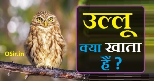 ullu kya khata hai,, ullu kya khana khata hai,, ullu pakshi kya khata hai,, ullu ka baccha kya khata hai,, उल्लू क्या खाता है,, उल्लू क्या चीज खाता है,, उल्लू क्या खाता पीता है,, ullu kya chij khata hai,, ullu kya karta hai,, ullu kya khata hai bataiye,, ullu kya kya khata hai,, ullu ka tatsam shabd,, ullu kaisa hota hai,, ullu kaha rehta hai,, ullu kya kehte hain,, kya khata hai kya,, ullu khane mein kya khata hai,, ullu ka english name,, ullu ka patta in english,, ullu ka tatsam roop,, उल्लू खाना क्या खाता है,, उल्लू पक्षी क्या खाता है,, parrot kya khata hai in english,, ullu ghar mein kaisa rahata hai,, bird kya khata hai,, ullu pakshi kaisa hota hai,, ullu pakshi dikhao,, ullu pakshi ke bare mein jankari,, pakshi kya khata hai,, उल्लू का बच्चा क्या खाता है,, ullu ka khana kya hai,, ullu ka bhojan kya hai,, billi ka baccha kya khata hai,, ullu ka vakya,, उल्लू क्या खाते हैं,, उल्लू क्या-क्या खाता है वीडियो,, ullu khana kya khata hai,, उल्लू क्या करता है,, ullu ke patthe meaning,, ullu kya hai,, ullu kya kaam aata hai,, ullu kya hota hai,, ullu ki jankari hindi mein,, ullu ki bali,, ullu ki khasiyat,, ullu ki kimat kya hai,, ullu kya kya kehte hain,, ullu ki spelling kya hai,,