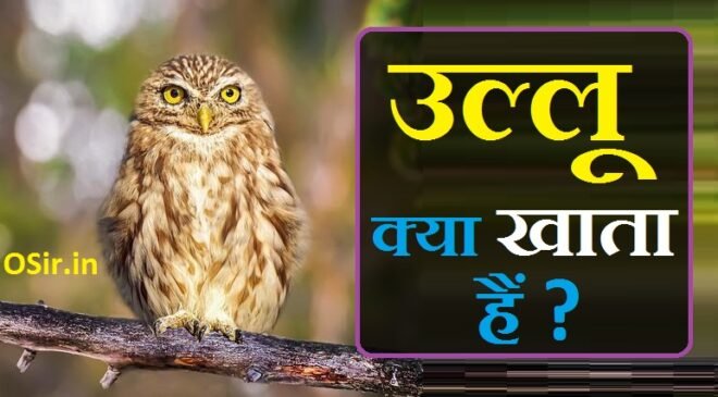 ullu-kya