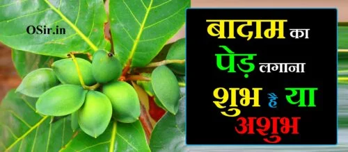 बादाम का पेड़ कैसे लगाएं, बादाम का पेड़ कैसे लगाएं घर पर, badam ka ped kaise lagaya jata hai, badam ka ped kaise lagate hain, badam ka ped kaise lagaen, badam ka ped kaise lagta hai, badam ka ped ghar par kaise ugaye, badam ka ped kaise ugaya jata hai, badam kaise lagaen, badam ka ped kaise lagaye, badam ka ped kaise hota hai, badam ka ped ghar me lagana chahiye ya nahi, badam ka ped kaisa rahata hai, badam ka ped kaisa hota hai, badam ka ped video, badam ka ped video mein, badam ka ped kaise ugaye, बादाम का पेड़ कैसे उगाया जाता है, good badam kaise banaya jata hai, long ka ped kaise ugaya jata hai, chehre par badam kaise lagaen, badam ko chehre par kaise lagaen, badam tel chehre par kaise lagaen, best way to have badam, almond gum in hindi, badam kaise lagate hain, badam kaise lagaya jata hai, badam kaise lagte hain, badam kaise boya jata hai, badam kaise banti hai, badam kaise lagaye, badam ka plant kaise lagaye, badam chehre par kaise lagaye, badam ka paudha kaise lagaye, badam kaise bante hain, almonds recipe, badam ke lauz recipe, badam drink recipe, badam kaise khana chahiye, kaju badam ke ped kaise hote hain, बादाम का पेड़ कैसे होता है, badam ka ped kaisa dikhta hai, bad ka ped ghar me lagana chahiye ya nahi, badam ka ped shubh ya ashubh, almond ka ped kaisa hota hai, kaju badam ka ped kaisa hota hai, badam ke ped kaisa hota hai, pista badam ka ped kaisa hota hai, badam ka ped kaisa hota hai dikhaiye, badam ka ped kaisa hota hai photo, badam ka tree kaisa hota hai, badam ka ped kaisa hota h, बादाम का पेड़ कैसा होता है, पिस्ता बादाम का पेड़ कैसा होता है, kaju ka ped kaisa hota hai video, बादाम का पेड़ शुभ या अशुभ, बादाम का पेड़ घर में शुभ है या अशुभ, बादाम का पेड़ शुभ होता है या अशुभ, badam ka ped shubh ya ashubh, badam ka ped ghar me lagana chahiye ya nahi, aam ka ped ghar mein shubh hota hai ya ashubh, badam ka ped ghar par kaise ugaye, badam ka jhad, badam ka ped image, badam ka ped kaisa hota hai, badam ka ped kaisa dikhta hai, badam ka ped kaise hota hai, badam ka ped video, badam ka ped video mein, badam ka ped dikhayen, badam ka ped ka photo, bad ka ped ghar me lagana chahiye ya nahi, aam ka ped shubh ya ashubh, anar ka ped ghar mein lagana shubh hai ya ashubh, ghar mein mirchi ka paudha lagana shubh hai ya ashubh, aam ka ped ghar mein shubh ya ashubh, aam ka ped ghar mein lagana chahie ya nahin, badam ka ped kaise ugaya jata hai, badam ka ped kaise ugaye, badam ka ped kaise lagate hain, badam ka ped kaise lagaya jata hai, badam ka ped kaise lagta hai, badam ka ped kaise lagaye, badam ka tree, badam ka ped kaise lagaen, badam ka tree photo, badam ka tree image, use of badam in hindi, badam ka ped aur fal, almond badam benefits in hindi, difference between mamra badam and normal badam in hindi, badam how to use, benefits of almond in hindi, badam ka ped bataiye, badam ka ped kitna bada hota hai, badam ka ped kaise banta hai, best quality badam, badam ka chitra, badam ka chilka, badam ka chilka ke fayde, badam ka ped dikhaiye, kaju badam ka ped dikhaiye, badam ka mahatva, soaked almonds benefits in hindi, badam ka oil ke fayde, badam ka juice, badam ka kya badam, badam ka halwa ke fayde, badam benefits for skin in hindi, badam ka jhad kaisa hota hai, badam ka ped kaisa hota hai dikhaiye, badam ka ped in hindi, almond tree ka hindi meaning, almond tree ka hindi, almond benefits for hair in hindi, badam oil for hair in hindi, बादाम का पेड़ in hindi, badam ka milk in hindi, badam ka recipe, badam jharkhand, bad ka jhad, badam ka ped kaisa rahata hai, badam ka ped kaise, badam ka meaning, badam ka tel for hair, badam ka naam, badam ka naksha, badam ka ped photo, badam ke ped ka photo, badam ka tel, badam ka ped ugane ka tarika, badam milk in hindi, badam oil in hindi, badam for face in hindi, badam ka use, badam ka image, badam ka pic, badam ka ped kaisa hota hai photo, badam ka tree kaisa hota hai, badam ka ped kaisa hota h, kaju badam ka ped kaisa hota hai, kaju badam ke ped kaise hote hain, बादाम का पेड़ कैसा होता है, पिस्ता बादाम का पेड़ कैसा होता है, almond ka ped kaisa hota hai, badam ke ped kaisa hota hai, pista badam ka ped kaisa hota hai, kaju ka ped kaisa hota hai video, badam ka ped kaisa hota hai video, badam ka ped dikhao, बादाम का पेड़ कैसे होता है,