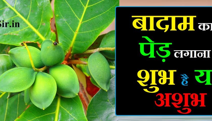 बादाम का पेड़ कैसे लगाएं, बादाम का पेड़ कैसे लगाएं घर पर, badam ka ped kaise lagaya jata hai, badam ka ped kaise lagate hain, badam ka ped kaise lagaen, badam ka ped kaise lagta hai, badam ka ped ghar par kaise ugaye, badam ka ped kaise ugaya jata hai, badam kaise lagaen, badam ka ped kaise lagaye, badam ka ped kaise hota hai, badam ka ped ghar me lagana chahiye ya nahi, badam ka ped kaisa rahata hai, badam ka ped kaisa hota hai, badam ka ped video, badam ka ped video mein, badam ka ped kaise ugaye, बादाम का पेड़ कैसे उगाया जाता है, good badam kaise banaya jata hai, long ka ped kaise ugaya jata hai, chehre par badam kaise lagaen, badam ko chehre par kaise lagaen, badam tel chehre par kaise lagaen, best way to have badam, almond gum in hindi, badam kaise lagate hain, badam kaise lagaya jata hai, badam kaise lagte hain, badam kaise boya jata hai, badam kaise banti hai, badam kaise lagaye, badam ka plant kaise lagaye, badam chehre par kaise lagaye, badam ka paudha kaise lagaye, badam kaise bante hain, almonds recipe, badam ke lauz recipe, badam drink recipe, badam kaise khana chahiye, kaju badam ke ped kaise hote hain, बादाम का पेड़ कैसे होता है, badam ka ped kaisa dikhta hai, bad ka ped ghar me lagana chahiye ya nahi, badam ka ped shubh ya ashubh, almond ka ped kaisa hota hai, kaju badam ka ped kaisa hota hai, badam ke ped kaisa hota hai, pista badam ka ped kaisa hota hai, badam ka ped kaisa hota hai dikhaiye, badam ka ped kaisa hota hai photo, badam ka tree kaisa hota hai, badam ka ped kaisa hota h, बादाम का पेड़ कैसा होता है, पिस्ता बादाम का पेड़ कैसा होता है, kaju ka ped kaisa hota hai video, बादाम का पेड़ शुभ या अशुभ, बादाम का पेड़ घर में शुभ है या अशुभ, बादाम का पेड़ शुभ होता है या अशुभ, badam ka ped shubh ya ashubh, badam ka ped ghar me lagana chahiye ya nahi, aam ka ped ghar mein shubh hota hai ya ashubh, badam ka ped ghar par kaise ugaye, badam ka jhad, badam ka ped image, badam ka ped kaisa hota hai, badam ka ped kaisa dikhta hai, badam ka ped kaise hota hai, badam ka ped video, badam ka ped video mein, badam ka ped dikhayen, badam ka ped ka photo, bad ka ped ghar me lagana chahiye ya nahi, aam ka ped shubh ya ashubh, anar ka ped ghar mein lagana shubh hai ya ashubh, ghar mein mirchi ka paudha lagana shubh hai ya ashubh, aam ka ped ghar mein shubh ya ashubh, aam ka ped ghar mein lagana chahie ya nahin, badam ka ped kaise ugaya jata hai, badam ka ped kaise ugaye, badam ka ped kaise lagate hain, badam ka ped kaise lagaya jata hai, badam ka ped kaise lagta hai, badam ka ped kaise lagaye, badam ka tree, badam ka ped kaise lagaen, badam ka tree photo, badam ka tree image, use of badam in hindi, badam ka ped aur fal, almond badam benefits in hindi, difference between mamra badam and normal badam in hindi, badam how to use, benefits of almond in hindi, badam ka ped bataiye, badam ka ped kitna bada hota hai, badam ka ped kaise banta hai, best quality badam, badam ka chitra, badam ka chilka, badam ka chilka ke fayde, badam ka ped dikhaiye, kaju badam ka ped dikhaiye, badam ka mahatva, soaked almonds benefits in hindi, badam ka oil ke fayde, badam ka juice, badam ka kya badam, badam ka halwa ke fayde, badam benefits for skin in hindi, badam ka jhad kaisa hota hai, badam ka ped kaisa hota hai dikhaiye, badam ka ped in hindi, almond tree ka hindi meaning, almond tree ka hindi, almond benefits for hair in hindi, badam oil for hair in hindi, बादाम का पेड़ in hindi, badam ka milk in hindi, badam ka recipe, badam jharkhand, bad ka jhad, badam ka ped kaisa rahata hai, badam ka ped kaise, badam ka meaning, badam ka tel for hair, badam ka naam, badam ka naksha, badam ka ped photo, badam ke ped ka photo, badam ka tel, badam ka ped ugane ka tarika, badam milk in hindi, badam oil in hindi, badam for face in hindi, badam ka use, badam ka image, badam ka pic, badam ka ped kaisa hota hai photo, badam ka tree kaisa hota hai, badam ka ped kaisa hota h, kaju badam ka ped kaisa hota hai, kaju badam ke ped kaise hote hain, बादाम का पेड़ कैसा होता है, पिस्ता बादाम का पेड़ कैसा होता है, almond ka ped kaisa hota hai, badam ke ped kaisa hota hai, pista badam ka ped kaisa hota hai, kaju ka ped kaisa hota hai video, badam ka ped kaisa hota hai video, badam ka ped dikhao, बादाम का पेड़ कैसे होता है,