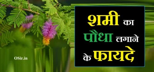 शमी का पौधा लगाने के फायदे, शमी का पौधा घर में लगाने के फायदे, shami ka ped lagane se kya fayda hota hai, shami ka ped lagane se kya labh hota hai, shami ka podha lagane ke fayde, shami ka paudha lagane se kya hota hai, शमी का पौधा घर में लगाना चाहिए या नहीं, shami ka paudha lagane ki vidhi, shami ka paudha lagane ke fayde, shami ka ped lagane se kya hota hai, shami ka ped lagane ke fayde, shami ka ped lagane ki vidhi, sami ka paudha lagane se kya hota hai, शमी का पेड़ घर में लगाने से क्या फायदा, shami ka paudha ghar mein lagane ke fayde, shami ka ped ghar mein lagane se kya hota hai, shami ka paudha ghar mein lagana chahie, shami ka paudha ghar mein lagana chahie ya nahin, शमी का पेड़ लगाने से क्या फायदा होता है, शमी का पेड़ लगाने से क्या लाभ होता है, shami ke ped se kya labh hota hai, shami ka podha kab lagana chahiye, shami ka podha kaha lagana chahiye, shami ka podha kesa hota h, shami ka paudha lagane ka tarika, shami ka paudha benefits, shami ka paudha kahan milega, money plant ka paudha lagane ka tarika, shami ka paudha in english, shami ka paudha ghar mein lagane se kya hota hai, शमी का पौधा घर में लगाने से क्या होता है, शमी का पौधा लगाने से क्या होता है, शमी का पौधा लगाने से क्या लाभ होता है, money plant ka paudha lagane se kya hota hai, shami ka paudha kaun sa hota hai, shami ka paudha kya hota hai, शमी का पेड़ घर में लगाना चाहिए या नहीं, shami ka paudha ghar mein lagana chahiye ya nahi, sami ka paudha ghar mein lagana chahie ya nahin, shami ka ped ghar mein lagana chahie ya nahin, shami ka ped ghar mein lagana chahiye ya nahi, shami ka paudha ghar me kaha lagana chahiye, शमी का पौधा लगाने की विधि, good luck ka paudha, shami ka paudha kaise lagaya jata hai, shami ka paudha kaisa dikhta hai, shami ka paudha kaha lagana chahiye, shami ka paudha video, shami ka paudha kab lagana chahie, शमी के पेड़ लगाने से क्या होता है, शमी का पेड़ घर में लगाने से क्या होता है, शमी का पेड़ लगाने से क्या होता है, shami ka ped in english, शमी का पेड़ लगाने की विधि, शमी का पौधा कैसे लगाएं,, शमी का पौधा गमले में कैसे लगाएं,, शमी के पेड़ कैसे लगाएं,, शमी का पेड़ कब और कैसे लगाएं,, शमी का पौधा घर में लगाना चाहिए या नहीं,, shami ka podha kaise lagaye,, shami ka paudha kaise lagaen,, shami ka ped kaise lagaen,, shami ka paudha kaise lagaya jata hai,, shami ka ped kaise lagaye,, shami ka paudha kaise hota hai,, shami ka ped kaise lagaya jata hai,, sami ka paudha lagane ki vidhi,, shami ka paudha lagane ka tarika,, shami ka paudha lagane ki vidhi,, gamle ka paudha,, sami ka paudha kaise lagaen,, gamle me podha kaise lagaye,, shami ka ped ghar mein laga sakte hain,, शमी के पेड़ की कटिंग कैसे लगाएं,, शमी का पेड़ कैसे लगाएं,, शमी के पेड़ के टोटके,, shami ka ped kaise lagate hain,, shami ka ped lagane ki vidhi,, shami ka ped kaise lagana chahie,, shami ka ped kaise hota hai,, shami ka ped lagane ke fayde,, shami ka paudha kab aur kaise lagaen,, shami ka ped kab lagaya jata hai,, shami ka ped kaisa hota hai bataiye,, शमी का पेड़ घर में लगाना चाहिए या नहीं,, shami ka paudha ghar mein lagana chahie ya nahin,, shami ka paudha ghar mein lagana chahiye ya nahi,, sami ka paudha ghar mein lagana chahie ya nahin,, shami ka ped ghar mein lagana chahie ya nahin,, shami ka ped ghar mein lagana chahiye ya nahi,, shami ka paudha ghar me kaha lagana chahiye,, shami ka paudha ghar mein lagana chahie,, shami ka paudha kaise lagaye,, शमी का पौधा कैसे लगाये,, shami ka podha lagane ke fayde,, shami ka podha kaha lagana chahiye,, shami ka ped in english,, shami ka ped kaun sa hai,, shami ka ped near me,, safeda ka ped kaise lagaye,, aloe vera ka paudha kaise lagaya jata hai,, shami ka paudha kaisa dikhta hai,, shami ka paudha kaisa hota hai,, shami ka paudha kise kahate hain,, shami ka paudha video,, shami ka paudha lagane se kya hota hai,, shami ka ped ka puja kaise hota hai,, shami ka ped lagane se kya hota hai,, shami ka ped sukhane se kya hota hai,, shami ka ped aur phool kaise hote hain,, शमी का पौधा कैसे होता है,, shami ka paudha kya hota hai,, shami ka paudha kaun sa hota hai,, money plant ka paudha kaise hota hai,, amla ka paudha kaisa hota hai,, ka ped kaise lagaya jata hai,, शमी का पौधा लगाने की विधि,, sami ka paudha,, sami ka paudha lagane se kya hota hai,, sami ka paudha kab lagana chahiye,, sami ka paudha kaisa dikhta hai,, sami ka paudha kab lagana chahie,, money plant ka paudha lagane ka tarika,, ka paudha lagane ka tarika,, shami ka paudha lagane ke fayde,, good luck ka paudha,, gamle mein nimbu ka paudha,, ghas ka paudha,, lata ka paudha,, semal ka paudha,, gamle mein aam ka paudha kaise lagaen,, anar ka paudha gamle mein kaise lagaen,, bhindi ka paudha gamle mein kaise lagaen,, chameli ka paudha gamle mein kaise lagaen,, gamle mein paudha lagane ka tarika,, gamle ke paudhe,, gamle mein paudha kaise lagaen,, gamle mein paudhe kaise lagaen,, gamle ka phool,, gamle ka photo,, nimbu ka paudha gamle mein kaise lagaen,, parijat ka paudha gamle mein kaise lagaen,, tamatar ka paudha gamle mein kaise lagaen,, money plant ka paudha lagane se kya hota hai,, bhangraiya ka paudha,, gamle wale paudhe,, aam ka paudha kaise lagaen,, seb ka paudha kaise lagaen,, bans ka paudha kaise lagaen,, sami ka paudha kaise hota hai,, sami ka paudha kaise lagaye,, sami ka paudha kaise lagate hain,, गमले में पौधा कैसे लगाये,, gamle me ped kaise lagaye,, gamle me plant kaise lagaye,, gamle mein ped kaise lagaen,, gamle me phool kaise lagaye,, gamle me lagane wale paudhe,, gamle me lagne wale paudhe,, shami ka ped ghar mein laga sakte hain ya nahin,, shami ka ped ghar mein laga sakte hain kya,, kya kele ka ped ghar mein laga sakte hain,, neem ka ped in hindi essay,, shami ka ped ghar mein lagana chahie,, shami ka ped ghar mein lagane se kya hota hai,, shami ka ped ghar mein kahan lagana chahie,, shami ka ped ka video,, shami ka ped video,, शमी के पेड़ के टोटके बताइए,, शमी के पेड़ के उपाय,, shami ke totke,, shami ke ped ke totke,, shami ke ped ka totka,, shami ke ped ke upay,, shami ke ped ko kaise lagate hain,, money plant ka ped kaise lagate hain,, शमी का पेड़ लगाने की विधि,, shami ka ped lagane se kya labh hota hai,, shami ka ped lagane se kya fayda hota hai,, शमी का पेड़ कैसे लगाना चाहिए,, shami ka ped kab lagana chahie,, shami ka ped kahan lagana chahie,, shami ka ped kaise hota hai dikhaiye,, shami ke ped ke patte kaise hote hain,, शमी का पेड़ कैसे होता है,, shami ka ped kaisa hota hai dikhaiye,, shami ka ped kaisa hota hai,, shami ke ped kaisa hota hai,, diesel ka ped kaisa hota hai,, shop ka ped kaisa hota hai,, neel ka ped kaisa hota hai,, kele ka paudha kaise banaen,, shami ka paudha kab lagaye,, shami ke ped ka fal,, shami ka ped kis din lagaya jata hai,, शमी पत्र का पेड़ कैसा होता है बताइए,, shami ped kaisa hota hai,, august ka ped kaisa hota hai,, shami ka ped kaisa dikhta hai,, shami ka ped kya hota hai,, shami ka ped kise kahate hain,, shami ka ped kaisa rahata hai,, शमी का वृक्ष घर में लगाना चाहिए या नहीं,, shami ka ped ghar me lagana chahiye,, shami ka paudha ghar me lagana chahiye ya nahi,, kele ka paudha ghar mein lagana chahie ya nahin,, shami ka paudha ghar mein kahan lagana chahie,, shami ka paudha ghar mein lagana chahie ya nahin lagana chahie,, shami ka paudha ghar mein lagana chahiye ki nahin,, shami ka ped ghar mein lagana chahiye ki nahin,, ghar mein shami ka ped lagana chahie ya nahin,, bel patra ka paudha ghar mein lagana chahie ya nahin,, ghar mein kaun sa paudha lagana chahie,, sami ka paudha ghar me kaha lagaye,, sami ka paudha ghar mein lagana chahie ya nahin lagana chahie,, ghar mein kaun sa ped lagana chahie,, ghar mein kaun kaun sa ped lagana chahie,, ghar mein kele ka ped lagana chahie ya nahin,, shami ka ped ghar mein lagana chahie ya nahin lagana chahie,, ghar me bel ka ped lagana chahiye ya nahi,, शमी का पौधा घर में कहां लगाना चाहिए,, shami ka paudha ghar mein lagana chahie ki nahin,, shami ka paudha ghar mein lagana chahie kya,, shami ka paudha kis din lagana chahiye ghar mein,, money plant ka paudha kaha lagana chahiye,, shami ka paudha ghar ke kis disha mein lagana chahie,, shami ka paudha ghar mein lagana chahiye ki nahin lagana chahie,, kya shami ka paudha ghar mein lagana chahie,, शमी का पौधा घर में क्यों लगाना चाहिए,, क्या शमी का पौधा घर में लगाना चाहिए,, shami ka paudha ghar mein kyon nahin lagana chahie,, शमी का पौधा घर में क्यों नहीं लगाना चाहिए,, shami ka flower,, shami ka jhad,, शमी का पौधा लगाने के फायदे,, shami ka paudha ghar mein lagane ke fayde,, शमी का पौधा कहां लगाना चाहिए,, शमी का पौधा कब और कहां लगाना चाहिए,, शमी का पौधा कहां पर लगाना चाहिए,, shami ka paudha kahan lagana chahie,, shami ka paudha kahan lagaen,, shami ka paudha kahan milta hai,, shami ka ped ghar per kahan lagana chahie,, shami ka ped kab lagana chahiye,, शमी का पौधा कब लगाना चाहिए,, shami ka ped kaha lagaye,, शमी का पौधा कहां लगाएं,, shami ka ped kaha lagana chahiye,, shami ka paudha kis din lagaye,, shami ka ped kis din lagaye,, शमी का पौधा किस दिन लगाएं,, safed aak ka paudha kis din lagaye,, crassula ka paudha kis din lagaye,, shami ka ped kis din lagana chahiye,, shami ka ped kis disha mein lagaen,, shami ka paudha kis din lagate hain,, shami ka paudha kis din lagaya jata hai,, shami ka ped kis disha mein lagana chahie,, shami ka podha kesa hota he,, shami ka podha kaisa hota hai,, shami ka paudha kaisa hota hai dekhne mein,, shami ka ped kaisa hota hai photo,, shami ka ped kaisa hota h,, shami patra ka paudha kaisa hota hai,, asli shami ka paudha kaisa hota hai,, shami ka paudha kaisa hota hai bataiye,, shami ka paudha kaisa hota hai dikhaiye,, shami ka podha in hindi,, shami ka podha in english,, shami ka podha image,, शमी का पौधा कैसा होता है वीडियो में बताइए,, shami patra ka ped kaisa hota hai,, shami ka ped kaisa hota hai video,, shami vriksh ka ped kaisa hota hai,, shami ka ped benefits,, benefits of shami plant in hindi,, shami patra ka paudha,, shami ka paudha bataen,, shami ka paudha ke fayde,, shami ka paudha bataiye,, shami ka paudha ke bare mein bataiye,, shami ka paudha in hindi,, shami ka paudha image,, shami ka paudha in marathi,,