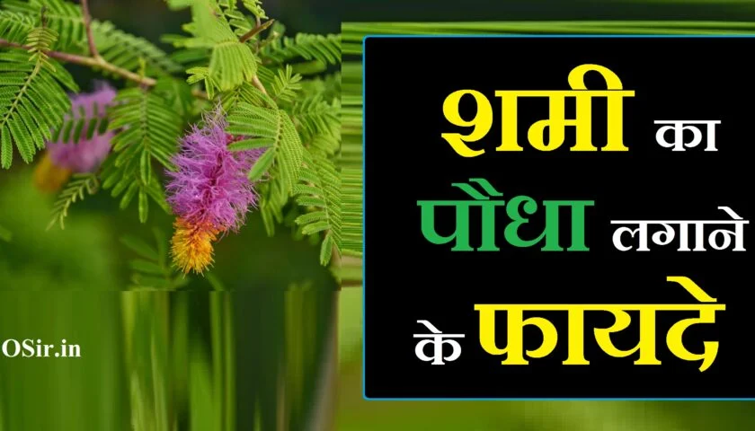 शमी का पौधा लगाने के फायदे, शमी का पौधा घर में लगाने के फायदे, shami ka ped lagane se kya fayda hota hai, shami ka ped lagane se kya labh hota hai, shami ka podha lagane ke fayde, shami ka paudha lagane se kya hota hai, शमी का पौधा घर में लगाना चाहिए या नहीं, shami ka paudha lagane ki vidhi, shami ka paudha lagane ke fayde, shami ka ped lagane se kya hota hai, shami ka ped lagane ke fayde, shami ka ped lagane ki vidhi, sami ka paudha lagane se kya hota hai, शमी का पेड़ घर में लगाने से क्या फायदा, shami ka paudha ghar mein lagane ke fayde, shami ka ped ghar mein lagane se kya hota hai, shami ka paudha ghar mein lagana chahie, shami ka paudha ghar mein lagana chahie ya nahin, शमी का पेड़ लगाने से क्या फायदा होता है, शमी का पेड़ लगाने से क्या लाभ होता है, shami ke ped se kya labh hota hai, shami ka podha kab lagana chahiye, shami ka podha kaha lagana chahiye, shami ka podha kesa hota h, shami ka paudha lagane ka tarika, shami ka paudha benefits, shami ka paudha kahan milega, money plant ka paudha lagane ka tarika, shami ka paudha in english, shami ka paudha ghar mein lagane se kya hota hai, शमी का पौधा घर में लगाने से क्या होता है, शमी का पौधा लगाने से क्या होता है, शमी का पौधा लगाने से क्या लाभ होता है, money plant ka paudha lagane se kya hota hai, shami ka paudha kaun sa hota hai, shami ka paudha kya hota hai, शमी का पेड़ घर में लगाना चाहिए या नहीं, shami ka paudha ghar mein lagana chahiye ya nahi, sami ka paudha ghar mein lagana chahie ya nahin, shami ka ped ghar mein lagana chahie ya nahin, shami ka ped ghar mein lagana chahiye ya nahi, shami ka paudha ghar me kaha lagana chahiye, शमी का पौधा लगाने की विधि, good luck ka paudha, shami ka paudha kaise lagaya jata hai, shami ka paudha kaisa dikhta hai, shami ka paudha kaha lagana chahiye, shami ka paudha video, shami ka paudha kab lagana chahie, शमी के पेड़ लगाने से क्या होता है, शमी का पेड़ घर में लगाने से क्या होता है, शमी का पेड़ लगाने से क्या होता है, shami ka ped in english, शमी का पेड़ लगाने की विधि, शमी का पौधा कैसे लगाएं,, शमी का पौधा गमले में कैसे लगाएं,, शमी के पेड़ कैसे लगाएं,, शमी का पेड़ कब और कैसे लगाएं,, शमी का पौधा घर में लगाना चाहिए या नहीं,, shami ka podha kaise lagaye,, shami ka paudha kaise lagaen,, shami ka ped kaise lagaen,, shami ka paudha kaise lagaya jata hai,, shami ka ped kaise lagaye,, shami ka paudha kaise hota hai,, shami ka ped kaise lagaya jata hai,, sami ka paudha lagane ki vidhi,, shami ka paudha lagane ka tarika,, shami ka paudha lagane ki vidhi,, gamle ka paudha,, sami ka paudha kaise lagaen,, gamle me podha kaise lagaye,, shami ka ped ghar mein laga sakte hain,, शमी के पेड़ की कटिंग कैसे लगाएं,, शमी का पेड़ कैसे लगाएं,, शमी के पेड़ के टोटके,, shami ka ped kaise lagate hain,, shami ka ped lagane ki vidhi,, shami ka ped kaise lagana chahie,, shami ka ped kaise hota hai,, shami ka ped lagane ke fayde,, shami ka paudha kab aur kaise lagaen,, shami ka ped kab lagaya jata hai,, shami ka ped kaisa hota hai bataiye,, शमी का पेड़ घर में लगाना चाहिए या नहीं,, shami ka paudha ghar mein lagana chahie ya nahin,, shami ka paudha ghar mein lagana chahiye ya nahi,, sami ka paudha ghar mein lagana chahie ya nahin,, shami ka ped ghar mein lagana chahie ya nahin,, shami ka ped ghar mein lagana chahiye ya nahi,, shami ka paudha ghar me kaha lagana chahiye,, shami ka paudha ghar mein lagana chahie,, shami ka paudha kaise lagaye,, शमी का पौधा कैसे लगाये,, shami ka podha lagane ke fayde,, shami ka podha kaha lagana chahiye,, shami ka ped in english,, shami ka ped kaun sa hai,, shami ka ped near me,, safeda ka ped kaise lagaye,, aloe vera ka paudha kaise lagaya jata hai,, shami ka paudha kaisa dikhta hai,, shami ka paudha kaisa hota hai,, shami ka paudha kise kahate hain,, shami ka paudha video,, shami ka paudha lagane se kya hota hai,, shami ka ped ka puja kaise hota hai,, shami ka ped lagane se kya hota hai,, shami ka ped sukhane se kya hota hai,, shami ka ped aur phool kaise hote hain,, शमी का पौधा कैसे होता है,, shami ka paudha kya hota hai,, shami ka paudha kaun sa hota hai,, money plant ka paudha kaise hota hai,, amla ka paudha kaisa hota hai,, ka ped kaise lagaya jata hai,, शमी का पौधा लगाने की विधि,, sami ka paudha,, sami ka paudha lagane se kya hota hai,, sami ka paudha kab lagana chahiye,, sami ka paudha kaisa dikhta hai,, sami ka paudha kab lagana chahie,, money plant ka paudha lagane ka tarika,, ka paudha lagane ka tarika,, shami ka paudha lagane ke fayde,, good luck ka paudha,, gamle mein nimbu ka paudha,, ghas ka paudha,, lata ka paudha,, semal ka paudha,, gamle mein aam ka paudha kaise lagaen,, anar ka paudha gamle mein kaise lagaen,, bhindi ka paudha gamle mein kaise lagaen,, chameli ka paudha gamle mein kaise lagaen,, gamle mein paudha lagane ka tarika,, gamle ke paudhe,, gamle mein paudha kaise lagaen,, gamle mein paudhe kaise lagaen,, gamle ka phool,, gamle ka photo,, nimbu ka paudha gamle mein kaise lagaen,, parijat ka paudha gamle mein kaise lagaen,, tamatar ka paudha gamle mein kaise lagaen,, money plant ka paudha lagane se kya hota hai,, bhangraiya ka paudha,, gamle wale paudhe,, aam ka paudha kaise lagaen,, seb ka paudha kaise lagaen,, bans ka paudha kaise lagaen,, sami ka paudha kaise hota hai,, sami ka paudha kaise lagaye,, sami ka paudha kaise lagate hain,, गमले में पौधा कैसे लगाये,, gamle me ped kaise lagaye,, gamle me plant kaise lagaye,, gamle mein ped kaise lagaen,, gamle me phool kaise lagaye,, gamle me lagane wale paudhe,, gamle me lagne wale paudhe,, shami ka ped ghar mein laga sakte hain ya nahin,, shami ka ped ghar mein laga sakte hain kya,, kya kele ka ped ghar mein laga sakte hain,, neem ka ped in hindi essay,, shami ka ped ghar mein lagana chahie,, shami ka ped ghar mein lagane se kya hota hai,, shami ka ped ghar mein kahan lagana chahie,, shami ka ped ka video,, shami ka ped video,, शमी के पेड़ के टोटके बताइए,, शमी के पेड़ के उपाय,, shami ke totke,, shami ke ped ke totke,, shami ke ped ka totka,, shami ke ped ke upay,, shami ke ped ko kaise lagate hain,, money plant ka ped kaise lagate hain,, शमी का पेड़ लगाने की विधि,, shami ka ped lagane se kya labh hota hai,, shami ka ped lagane se kya fayda hota hai,, शमी का पेड़ कैसे लगाना चाहिए,, shami ka ped kab lagana chahie,, shami ka ped kahan lagana chahie,, shami ka ped kaise hota hai dikhaiye,, shami ke ped ke patte kaise hote hain,, शमी का पेड़ कैसे होता है,, shami ka ped kaisa hota hai dikhaiye,, shami ka ped kaisa hota hai,, shami ke ped kaisa hota hai,, diesel ka ped kaisa hota hai,, shop ka ped kaisa hota hai,, neel ka ped kaisa hota hai,, kele ka paudha kaise banaen,, shami ka paudha kab lagaye,, shami ke ped ka fal,, shami ka ped kis din lagaya jata hai,, शमी पत्र का पेड़ कैसा होता है बताइए,, shami ped kaisa hota hai,, august ka ped kaisa hota hai,, shami ka ped kaisa dikhta hai,, shami ka ped kya hota hai,, shami ka ped kise kahate hain,, shami ka ped kaisa rahata hai,, शमी का वृक्ष घर में लगाना चाहिए या नहीं,, shami ka ped ghar me lagana chahiye,, shami ka paudha ghar me lagana chahiye ya nahi,, kele ka paudha ghar mein lagana chahie ya nahin,, shami ka paudha ghar mein kahan lagana chahie,, shami ka paudha ghar mein lagana chahie ya nahin lagana chahie,, shami ka paudha ghar mein lagana chahiye ki nahin,, shami ka ped ghar mein lagana chahiye ki nahin,, ghar mein shami ka ped lagana chahie ya nahin,, bel patra ka paudha ghar mein lagana chahie ya nahin,, ghar mein kaun sa paudha lagana chahie,, sami ka paudha ghar me kaha lagaye,, sami ka paudha ghar mein lagana chahie ya nahin lagana chahie,, ghar mein kaun sa ped lagana chahie,, ghar mein kaun kaun sa ped lagana chahie,, ghar mein kele ka ped lagana chahie ya nahin,, shami ka ped ghar mein lagana chahie ya nahin lagana chahie,, ghar me bel ka ped lagana chahiye ya nahi,, शमी का पौधा घर में कहां लगाना चाहिए,, shami ka paudha ghar mein lagana chahie ki nahin,, shami ka paudha ghar mein lagana chahie kya,, shami ka paudha kis din lagana chahiye ghar mein,, money plant ka paudha kaha lagana chahiye,, shami ka paudha ghar ke kis disha mein lagana chahie,, shami ka paudha ghar mein lagana chahiye ki nahin lagana chahie,, kya shami ka paudha ghar mein lagana chahie,, शमी का पौधा घर में क्यों लगाना चाहिए,, क्या शमी का पौधा घर में लगाना चाहिए,, shami ka paudha ghar mein kyon nahin lagana chahie,, शमी का पौधा घर में क्यों नहीं लगाना चाहिए,, shami ka flower,, shami ka jhad,, शमी का पौधा लगाने के फायदे,, shami ka paudha ghar mein lagane ke fayde,, शमी का पौधा कहां लगाना चाहिए,, शमी का पौधा कब और कहां लगाना चाहिए,, शमी का पौधा कहां पर लगाना चाहिए,, shami ka paudha kahan lagana chahie,, shami ka paudha kahan lagaen,, shami ka paudha kahan milta hai,, shami ka ped ghar per kahan lagana chahie,, shami ka ped kab lagana chahiye,, शमी का पौधा कब लगाना चाहिए,, shami ka ped kaha lagaye,, शमी का पौधा कहां लगाएं,, shami ka ped kaha lagana chahiye,, shami ka paudha kis din lagaye,, shami ka ped kis din lagaye,, शमी का पौधा किस दिन लगाएं,, safed aak ka paudha kis din lagaye,, crassula ka paudha kis din lagaye,, shami ka ped kis din lagana chahiye,, shami ka ped kis disha mein lagaen,, shami ka paudha kis din lagate hain,, shami ka paudha kis din lagaya jata hai,, shami ka ped kis disha mein lagana chahie,, shami ka podha kesa hota he,, shami ka podha kaisa hota hai,, shami ka paudha kaisa hota hai dekhne mein,, shami ka ped kaisa hota hai photo,, shami ka ped kaisa hota h,, shami patra ka paudha kaisa hota hai,, asli shami ka paudha kaisa hota hai,, shami ka paudha kaisa hota hai bataiye,, shami ka paudha kaisa hota hai dikhaiye,, shami ka podha in hindi,, shami ka podha in english,, shami ka podha image,, शमी का पौधा कैसा होता है वीडियो में बताइए,, shami patra ka ped kaisa hota hai,, shami ka ped kaisa hota hai video,, shami vriksh ka ped kaisa hota hai,, shami ka ped benefits,, benefits of shami plant in hindi,, shami patra ka paudha,, shami ka paudha bataen,, shami ka paudha ke fayde,, shami ka paudha bataiye,, shami ka paudha ke bare mein bataiye,, shami ka paudha in hindi,, shami ka paudha image,, shami ka paudha in marathi,,