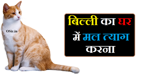 बिल्ली किस देवता की सवारी है,, घर में बिल्ली का मल त्याग करना,, बिल्ली घर में मल त्याग करना,, बिल्ली का घर में मल त्याग करना,, बिल्ली का घर में बच्चे देना शुभ या अशुभ,, घर में बिल्ली के बच्चे देना शुभ है या अशुभ,, घर में बिल्ली का बच्चा देखना शुभ या अशुभ,, बिल्ली का रोना शुभ या अशुभ,, बिल्ली का रोना शुभ है या अशुभ,, घर में बिल्ली का रोना शुभ है या अशुभ,, बिल्ली का रोना शुभ होता है या अशुभ,, घर में बिल्ली का रोना शुभ या अशुभघर में बिल्लियों का आपस में लड़ना,, ghar me billi ka ladna,, ghar mein billi ka ladna,, घर में बिल्ली का लड़नाबिल्ली का घर में मरना,, बिल्ली का घर में मल त्याग करना,, billi ka ghar mein marna,, billi ka baccha mar gaya,, billi ka ghar me marna,, billi ka ghar me mar jana,, billi ka ghar mein rona,, billi ka ghar me rona,, बिल्ली का घर में मरना शुभ या अशुभ,, बिल्ली घर में मल त्याग करना,, बिल्ली का रास्ता काटना,, बिल्ली का रास्ता काटना शुभ अशुभ,, बिल्ली का रास्ता काटना दाएं से बाएं,, सफेद बिल्ली का रास्ता काटना,, काली बिल्ली का रास्ता काटना,, रात में बिल्ली का रास्ता काटना,, सपने में बिल्ली का रास्ता काटना,, बिल्ली का रास्ता काटने का मतलब,, बिल्ली का रास्ता काटने से क्या होता है,, बिल्ली का घर में मल त्याग करना,, cat ka rasta katna,, बिल्ली रास्ता काटने से क्या होता है,, बिल्ली का रास्ता काटना शुभ है या अशुभ,, बिल्ली का रास्ता काटना कैसा होता है,, बिल्ली का रास्ता काटना क्या होता है,, बिल्ली का रास्ता काटना शुभ होता है या अशुभ,, billi ka rasta katna,, billi ka rasta katna in english,, billi ka rasta katne ka matlab,, बिल्ली रास्ता काटने के उपाय,, बिल्ली रास्ता काटने पर क्या होता है,, बिल्ली रास्ता काटने पर,, बिल्ली का रास्ता काटना शुभ या अशुभ,, बिल्ली का रास्ता काटना लेफ्ट या राइट,, ghar me billi ka ladna,, billi ka rasta katna shubh hota hai ya ashubh,, billi ka rasta katna shubh ya ashubh,, billi ka rasta katna shubh ashubh,, billi ka rasta katna right to left,, घर में सफेद बिल्ली का आना,, ghar mein safed billi ka aana,, safed billi ka ghar me aana,, billi ghar mein aana shubh ya ashubh,, kali billi ka ghar me aana shubh ya ashubh,, safed billi ka dikhna,, billi ka mal tyag karna,, billi ka mal,, billi ka ghar mein latrine karna,, billi ka ghar me toilet karna,, billi ka ghar me latrine karna,, ghar mein billi ka marna shubh ya ashubh,, mitti ka tel near me,, billi ka ghar mein baccha dena,, billi ka ghar mein bache dena,, billi ka marna shubh ya ashubh,, ghar mein billi ka marna shubh hota hai ya ashubh,, til ka tel for hair in hindi,, ghar mein billi ka marna kaisa hota hai,, email id ka matlab kya hai hindi mein,, yoga ka jeevan mein mahatva,, billi ka ghar me rahna,, billi ka ghar mein pakhana karna,, billi ka baccha in hindi,, billi ka baccha kaise hota hai,, billi ka baccha kya khata hai,, billi ka baccha song,, billi ka baccha video,, billi ka baccha ka video,, billi ka bacha meow meow,, billi ka baccha ka photo,, billi ka bacha in hindi,, billi ka bacha in english,, billi ka mar jana,, billi ka baccha ko kya kahate hain,, billi ka marna,, billi ka ghar me bar bar aana,, billi ka ghar me bacha dena,, mitti ka tel for hair,, billi ka ghar mein mar jana,, billi ka ghar me aana in hindi,, billi ka ghar mein bar bar aana,, ghar mein billi ka rona kya hota hai,, ghar mein billi ka rona shubh hota hai ya ashubh,, बिल्ली का घर में रोना,, billi ka ghar mein rona kaisa hai,, billi ka rona ghar mein,, billi ka rona acha ya bura,, billi ka rona kaisa,, ghar mein billi ka rona kaisa hota hai,, bill gates kahan ka hai,, billi ka rona kaisa hota hai,, bill gates kis desh ka hai,, billi ka rona shubh ya ashubh,, billi ka ghar mein aana shubh hai ya ashubh,, billi ka ghar mein aana shubh ya ashubh,, billi ka rona shubh hai ya ashubh,, billi ka mahatva,, billi ka toilet karna,, billi ka dukan me aana,, billi ka ghar mein mal tyag karna,, billi ka jutha,, billi ka latrine karna,, stomach thik karne ka tarika,, bill check karne ka app,, billi ka nakhun marna,, billi ka peshab karna shubh ya ashubh,, billi ka ulti karna,, billi ka ulti karna shubh ya ashubh,, billi ka tik tok video,, billi ka male name,, billi ka kamal,, billi ki maloomat,, sapne me billi ka mal dekhna,, billi ka pulling shabd,, bijli ka bill check karne ka,, billi ka aana,, billi ka majak,, billi ka bilgunda question answer,, billi ka matlab,, mal.ka.number,, billi ka ilaj,, billi ka matlab kya hota hai,, kan ke machine ka price,, billi ka nakhun,, billi ka nakhun lagna,, billi ka pet kharab ho to kya kare,, billi ka makeup,, billi ka ghar mein latrine karna shubh hota hai ya ashubh,, billi ka bar bar ghar mein latrine karna,, billi ka ghar mein latrine karna shubh ya ashubh,, billi ka number,, ghar me billi aane ka matlab,, ghar me billi ka aana kaise roke,, ghar me billi ka ana,, ghar me billi ka aana,, ghar me billi ka bachcha dena,, ghar me billi ka rehna,, ghar me billi ka mar jana,, ghar me billi ka janam hona,, billi ka rona shubh hai ya ashubh,, billi ka rona shubh hota hai ya ashubh,, billi ka rona shubh ya ashubh,, billi ka rona shubh ashubh,, billi ka rona subh ya ashubh,, billi ka ghar me bache dena shubh ya ashubh,, billi ka ghar mein aana shubh hai ya ashubh,, billi ka ghar mein aana shubh ya ashubh,, billi ka ghar mein baccha dena,, billi ka bachcha dena,, billi ka ghar mein bache dena,, billi ka ghar mein rehna shubh ya ashubh,, ghar mein billi ka latrine karna,, billi ka mal tyag karna,, billi ka mal,, billi ka ghar me latrine karna,, billi ka ghar me toilet karna,, billi ka ghar mein latrine karna,, billi kis devta ki sawari hai,, billi kis devi ki sawari hai,, billi kis devta ka vahan hai,, billi kiski sawari hai,, billi kis bhagwan ki sawari hai,,