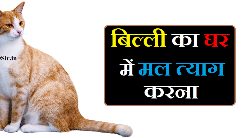 बिल्ली किस देवता की सवारी है,, घर में बिल्ली का मल त्याग करना,, बिल्ली घर में मल त्याग करना,, बिल्ली का घर में मल त्याग करना,, बिल्ली का घर में बच्चे देना शुभ या अशुभ,, घर में बिल्ली के बच्चे देना शुभ है या अशुभ,, घर में बिल्ली का बच्चा देखना शुभ या अशुभ,, बिल्ली का रोना शुभ या अशुभ,, बिल्ली का रोना शुभ है या अशुभ,, घर में बिल्ली का रोना शुभ है या अशुभ,, बिल्ली का रोना शुभ होता है या अशुभ,, घर में बिल्ली का रोना शुभ या अशुभघर में बिल्लियों का आपस में लड़ना,, ghar me billi ka ladna,, ghar mein billi ka ladna,, घर में बिल्ली का लड़नाबिल्ली का घर में मरना,, बिल्ली का घर में मल त्याग करना,, billi ka ghar mein marna,, billi ka baccha mar gaya,, billi ka ghar me marna,, billi ka ghar me mar jana,, billi ka ghar mein rona,, billi ka ghar me rona,, बिल्ली का घर में मरना शुभ या अशुभ,, बिल्ली घर में मल त्याग करना,, बिल्ली का रास्ता काटना,, बिल्ली का रास्ता काटना शुभ अशुभ,, बिल्ली का रास्ता काटना दाएं से बाएं,, सफेद बिल्ली का रास्ता काटना,, काली बिल्ली का रास्ता काटना,, रात में बिल्ली का रास्ता काटना,, सपने में बिल्ली का रास्ता काटना,, बिल्ली का रास्ता काटने का मतलब,, बिल्ली का रास्ता काटने से क्या होता है,, बिल्ली का घर में मल त्याग करना,, cat ka rasta katna,, बिल्ली रास्ता काटने से क्या होता है,, बिल्ली का रास्ता काटना शुभ है या अशुभ,, बिल्ली का रास्ता काटना कैसा होता है,, बिल्ली का रास्ता काटना क्या होता है,, बिल्ली का रास्ता काटना शुभ होता है या अशुभ,, billi ka rasta katna,, billi ka rasta katna in english,, billi ka rasta katne ka matlab,, बिल्ली रास्ता काटने के उपाय,, बिल्ली रास्ता काटने पर क्या होता है,, बिल्ली रास्ता काटने पर,, बिल्ली का रास्ता काटना शुभ या अशुभ,, बिल्ली का रास्ता काटना लेफ्ट या राइट,, ghar me billi ka ladna,, billi ka rasta katna shubh hota hai ya ashubh,, billi ka rasta katna shubh ya ashubh,, billi ka rasta katna shubh ashubh,, billi ka rasta katna right to left,, घर में सफेद बिल्ली का आना,, ghar mein safed billi ka aana,, safed billi ka ghar me aana,, billi ghar mein aana shubh ya ashubh,, kali billi ka ghar me aana shubh ya ashubh,, safed billi ka dikhna,, billi ka mal tyag karna,, billi ka mal,, billi ka ghar mein latrine karna,, billi ka ghar me toilet karna,, billi ka ghar me latrine karna,, ghar mein billi ka marna shubh ya ashubh,, mitti ka tel near me,, billi ka ghar mein baccha dena,, billi ka ghar mein bache dena,, billi ka marna shubh ya ashubh,, ghar mein billi ka marna shubh hota hai ya ashubh,, til ka tel for hair in hindi,, ghar mein billi ka marna kaisa hota hai,, email id ka matlab kya hai hindi mein,, yoga ka jeevan mein mahatva,, billi ka ghar me rahna,, billi ka ghar mein pakhana karna,, billi ka baccha in hindi,, billi ka baccha kaise hota hai,, billi ka baccha kya khata hai,, billi ka baccha song,, billi ka baccha video,, billi ka baccha ka video,, billi ka bacha meow meow,, billi ka baccha ka photo,, billi ka bacha in hindi,, billi ka bacha in english,, billi ka mar jana,, billi ka baccha ko kya kahate hain,, billi ka marna,, billi ka ghar me bar bar aana,, billi ka ghar me bacha dena,, mitti ka tel for hair,, billi ka ghar mein mar jana,, billi ka ghar me aana in hindi,, billi ka ghar mein bar bar aana,, ghar mein billi ka rona kya hota hai,, ghar mein billi ka rona shubh hota hai ya ashubh,, बिल्ली का घर में रोना,, billi ka ghar mein rona kaisa hai,, billi ka rona ghar mein,, billi ka rona acha ya bura,, billi ka rona kaisa,, ghar mein billi ka rona kaisa hota hai,, bill gates kahan ka hai,, billi ka rona kaisa hota hai,, bill gates kis desh ka hai,, billi ka rona shubh ya ashubh,, billi ka ghar mein aana shubh hai ya ashubh,, billi ka ghar mein aana shubh ya ashubh,, billi ka rona shubh hai ya ashubh,, billi ka mahatva,, billi ka toilet karna,, billi ka dukan me aana,, billi ka ghar mein mal tyag karna,, billi ka jutha,, billi ka latrine karna,, stomach thik karne ka tarika,, bill check karne ka app,, billi ka nakhun marna,, billi ka peshab karna shubh ya ashubh,, billi ka ulti karna,, billi ka ulti karna shubh ya ashubh,, billi ka tik tok video,, billi ka male name,, billi ka kamal,, billi ki maloomat,, sapne me billi ka mal dekhna,, billi ka pulling shabd,, bijli ka bill check karne ka,, billi ka aana,, billi ka majak,, billi ka bilgunda question answer,, billi ka matlab,, mal.ka.number,, billi ka ilaj,, billi ka matlab kya hota hai,, kan ke machine ka price,, billi ka nakhun,, billi ka nakhun lagna,, billi ka pet kharab ho to kya kare,, billi ka makeup,, billi ka ghar mein latrine karna shubh hota hai ya ashubh,, billi ka bar bar ghar mein latrine karna,, billi ka ghar mein latrine karna shubh ya ashubh,, billi ka number,, ghar me billi aane ka matlab,, ghar me billi ka aana kaise roke,, ghar me billi ka ana,, ghar me billi ka aana,, ghar me billi ka bachcha dena,, ghar me billi ka rehna,, ghar me billi ka mar jana,, ghar me billi ka janam hona,, billi ka rona shubh hai ya ashubh,, billi ka rona shubh hota hai ya ashubh,, billi ka rona shubh ya ashubh,, billi ka rona shubh ashubh,, billi ka rona subh ya ashubh,, billi ka ghar me bache dena shubh ya ashubh,, billi ka ghar mein aana shubh hai ya ashubh,, billi ka ghar mein aana shubh ya ashubh,, billi ka ghar mein baccha dena,, billi ka bachcha dena,, billi ka ghar mein bache dena,, billi ka ghar mein rehna shubh ya ashubh,, ghar mein billi ka latrine karna,, billi ka mal tyag karna,, billi ka mal,, billi ka ghar me latrine karna,, billi ka ghar me toilet karna,, billi ka ghar mein latrine karna,, billi kis devta ki sawari hai,, billi kis devi ki sawari hai,, billi kis devta ka vahan hai,, billi kiski sawari hai,, billi kis bhagwan ki sawari hai,,