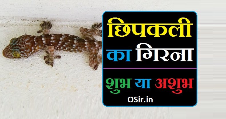 छिपकली का गिरना | Chipkali ka girna