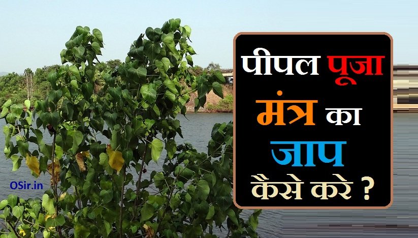 पीपल पूजा मंत्र, peepal puja mantra, पीपल पूजा के नियम, पीपल पूजा मंत्र की जाप विधि, पीपल की पूजा का महत्व, पीपल की पूजा सुबह कितने बजे करनी चाहिए, पीपल की पूजा करने के फायदे , Pipal ki Puja karne ke fayde, Pipal Ki Puja Ke Niyam, Pipal Puja ka mahatva, Pipal Puja Mantra ki Jaap Vidhi, pipal puja mantra, peepal tree puja mantra, peepal puja on saturday, peepal puja mantra in hindi, peepal tree puja benefits, how to do peepal tree puja on saturday, how to do peepal tree puja, peepal tree mantra, peepal mantra, peepal puja vidhi, peepal tree puja for success, peepal tree puja for job, peepal tree puja for marriage, peepal tree pooja timings, pipal ki puja ka mantra, peepal puja ke labh,