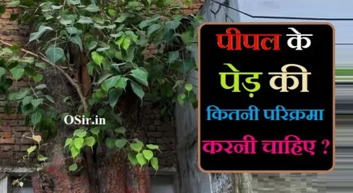 पीपल के पेड़ की कितनी परिक्रमा करनी चाहिए, pipal ke ped ki kitni parikrama karni chahiye, peepal ke ped ki kitni bar parikrama karni chahiye, pipal ki kitni parikrama karni chahie, pipal ke ped ki parikrama kaise karen, pipal ke ped ki parikrama, peepal ke ped ki parikrama, peepal ke ped par kya kya chadhana chahiye, pipal ki kitni parikrama karni chahiye, pipal devta ki kitni parikrama karni chahiye, pipal ke vriksh ki kitni parikrama karni chahie, pipal ki parikrama kitni baar karna chahie, pipal ki parikrama kitni baar karna chahiye, pipal ki kitni parikrama karen, pipal ke ped ki kitni bar parikrama karni chahie, pipal ki parikrama kaise karni chahie, pipal ki parikrama kaise karen,