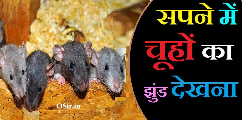 सपने में चूहों का झुंड देखना, सपने में चूहा का झुंड देखना, सपने में चूहा देखने का मतलब, सपने में चूहा और बिल्ली देखना, सपने में चूहा का बच्चा देखना, sapne mein chuha ka jhund dekhna, सपने में चूहा देखने का मतलब क्या होता है, सपने में चूहा देखने का क्या मतलब है, Sapne mein chuho ka jhund dekhna, sapne me chuha ka jhund dekhna, sapne mein chuhe ka dekhna kaisa hota hai, sapne me chuha dekhne ka matlab, sapne mein bahut sare chuhe dekhna kaisa hota hai, sapne me safed chuha dekhne ka matlab, सपने में चूहे देखने का मतलब, sapne mein chuha dekhne ka matlab kya hota hai, sapne mein chuha dekhne ka matlab kya hai, सपने में चूहे देखने का मतलब क्या होता है, सपने में काले रंग का चूहा देखना, सपने में काले चूहे देखना, सपने में काला चूहा देखना, सपने में काला चूहा देखने से क्या होता है, सपने में काले रंग का आदमी देखना, सपने में काले रंग के कपड़े देखना, सपने में चूहों का झुंड देखना शुभ होता है या अशुभ, सपने में पिंजरे में बंद चूहे को देखना , Sapne mein pinjre mein band chuhe ko dekhna, चूहा किसका प्रतीक होता है , Chuha kiska Pratik hota hai , सपने में चूहे का काटना , Sapne mein chuhe ka katna,