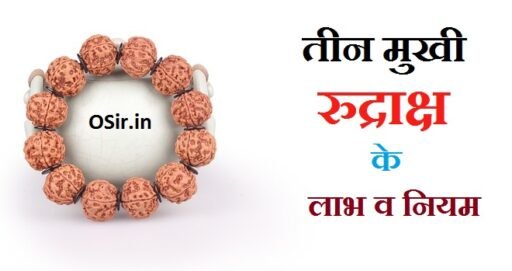 3 mukhi rudraksha | तीन मुखी रुद्राक्ष