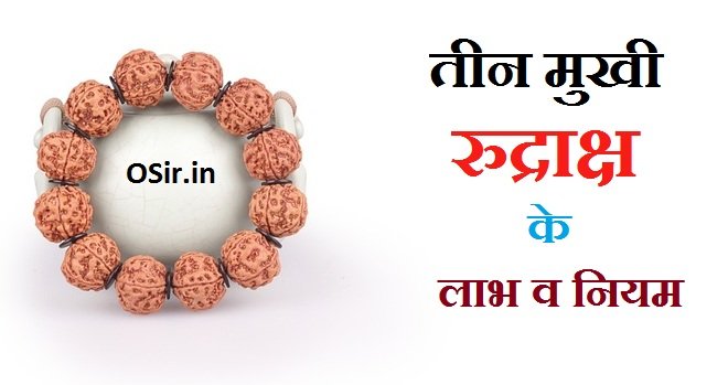 3 mukhi rudraksha | तीन मुखी रुद्राक्ष