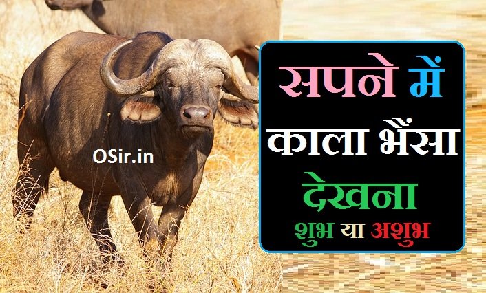 सपने में काला भैंसा देखना,, सपने में काला भैंसा देखना कैसा होता है,, सपने में काला भैंसा देखने का मतलब,, सपने में काला भैंसा पीछे पड़ना,, सपने में काला भैंसा,, भैंसा का सपना देखने से क्या होता है,, सपने में काला भैंसा पीछे पड़ना,, सपने में काले भैंसों का झुंड देखना,, सपने में मरा हुआ काला भैंसा देखना,, सपने में काले भैंसे की पिटाई करना,, सपने में काले भैंसे के ऊपर बैठना,, सपने में काले भैंसे को चारा खिलाना,, सपने में काले भैंसे का गोबर देखना,, सपने में दो काले भैंसों को आपस में लड़ते हुए देखना,, Sapne me kala bhaisa dekhna,, Sapne me kala bhaisa piche padna,, Sapne me kale bhaiso ka jhund dekhna,, Sapne me mra huwa kala bhaisa dekhna,, Sapne me kale bhaise ki pitai karan,, Sapne me kale bhaise ke upar baithana,, Sapne me kale bhaise ko chara khilana,, Sapne me kale bhaise ka gobar dekhna,, Sapne me do kale bhaiso ko aaps me ladte hue dekhna,,