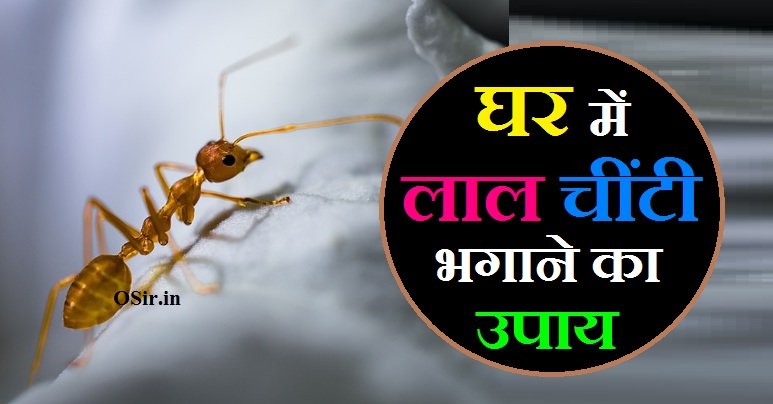 घर में लाल चींटी भगाने का उपाय, घर से लाल चींटी भगाने के उपाय, घर में लाल चींटी आने का कारण, घर में लाल चींटी हो जाए तो क्या करना चाहिए, घर में लाल चींटी निकलने का मतलब, घर में लाल चींटी क्यों आती है, घर से लाल चींटियों को कैसे भगाएं, लाल चींटी भगाने के घरेलू उपाय, लाल चींटी भगाने का उपाय बताइए, घर में लाल चींटी आने से क्या होता है, घर में लाल चींटी का होना शुभ या अशुभ, घर में लाल चींटी का आना शुभ है या अशुभ, घर में लाल चींटी का होना क्या संकेत देता है, घर में लाल चींटी का आना, लाल चींटी शुभ या अशुभ, घर में लाल चींटी का होना क्या संकेत देता है , Ghar mein Lal Chiti Ka Hona kya Sanket deta hai, Lal Chinti Shubh ya ashubh, Ghar mein Lal Chinti bhagane ka upay,