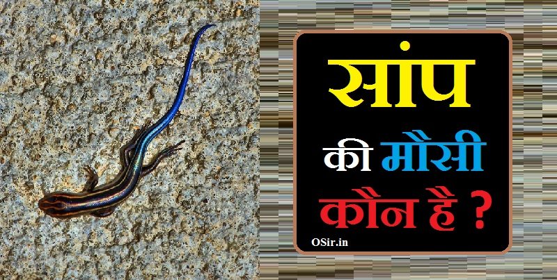 saanp ki mausi, saanp ki mausi image, saanp ki mausi is poisonous or not, saanp ki mausi kaisi dikhti hai, saanp ki mausi name, saanp ki mausi kaun hai, बभनी मौसी कौन है , Babhni mausi kaun hai , saanp ki mausi dekhna, बिना नर जीव पैदा कर सकती हैं बच्चा , Bina nar ke paida kar sakti hai bachha, saanp ki mausi ko sapne mein dekhna, saanp ki mausi ka photo, saanp ki mausi name in hindi, saanp ki mausi ko dekhna, बभनी की उत्पत्ति कब हुई, Babhni ki utpatti kab hui , saanp ki mausi bite, बिना नर जीव पैदा कर सकती हैं बच्चा , Bina nar ke paida kar sakti hai bachha, saanp ki mausi english name, saanp ki mausi kaun hoti hai, saanp ki mausi kya hoti hai, सांप की मौसी, सांप की मौसी कौन होती है, सांप की मौसी कौन है, सांप की मौसी का पसंदीदा भोजन क्या है , Saanp ki mausi ka pasandida bhojan kya hai , सांप की मौसी देखना शुभ या अशुभ, सपने में सांप की मौसी देखना, मौसी जी का स्वभाव कैसा होता है, Mausi ji ka swabhav kaisa hota hai , सांप की मौसी देखने से क्या होता है, सांप की मौसी का घर में आना, सांप की मौसी का घर कैसा होता है , saanp ki mausi ka ghar kaisa hota hai ?, सांप की मौसी के घर में आना, सांप की मौसी के काटने से क्या होता है,