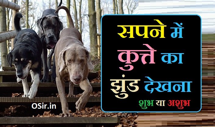 सपने में कुत्ते का झुंड देखना,, सपने में रोते हुए कुत्ते का झुंड देखना,, सपने में पागल कुत्ते का झुंड देखना,, सपने में मरे हुए कुत्ते का झुंड देखना,, सपने में सफेद कुत्ते का झुंड देखना,, सपने में काले कुत्ते का झुंड देखना,, सपने में एक कुत्ते को देखना,, Sapne me kutte ka jhund dekhna,, Sapne me rote huye kutte ka jhund dekhna,, Sapne me pagal kutte ka jhund dekhna,, Sapne me mre huye kutte ka jhund dekhna,, Sapne me safed kutte ka jhund dekhna,, Sapne me kale kutte ka jhund dekhna,, Sapne me ek kutte ko dekhna,, सपने में कुत्ते का झुंड देखना,, सपने में काले कुत्ते का झुंड देखना,, सपने में कुत्तों का झुंड देखना,,