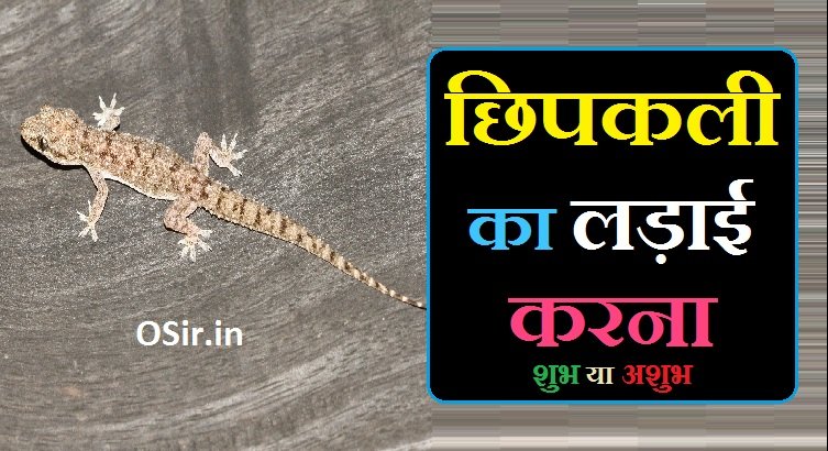 छिपकली का लड़ाई करना,, छिपकली का लड़ाई करना शुभ या अशुभ,, छिपकली की लड़ाई,, छिपकली का झगड़ा,, छिपकली का ऊपर चढ़ना,, छिपकली की लड़ाई देखने से क्या होता है,, सपने में छिपकली देखना शुभ है या अशुभ,, छिपकली का घर में रहना शुभ है या अशुभ,, छिपकली की लड़ाई देखना,, छिपकली की लड़ाई,, छिपकली की आवाज सुनाओ,, chipkali ki ladai dekhna,, chipkali ki ladai dekhne se kya hota hai,, chipkali ko ladai karte dekhna,, दो छिपकली की लड़ाई,,